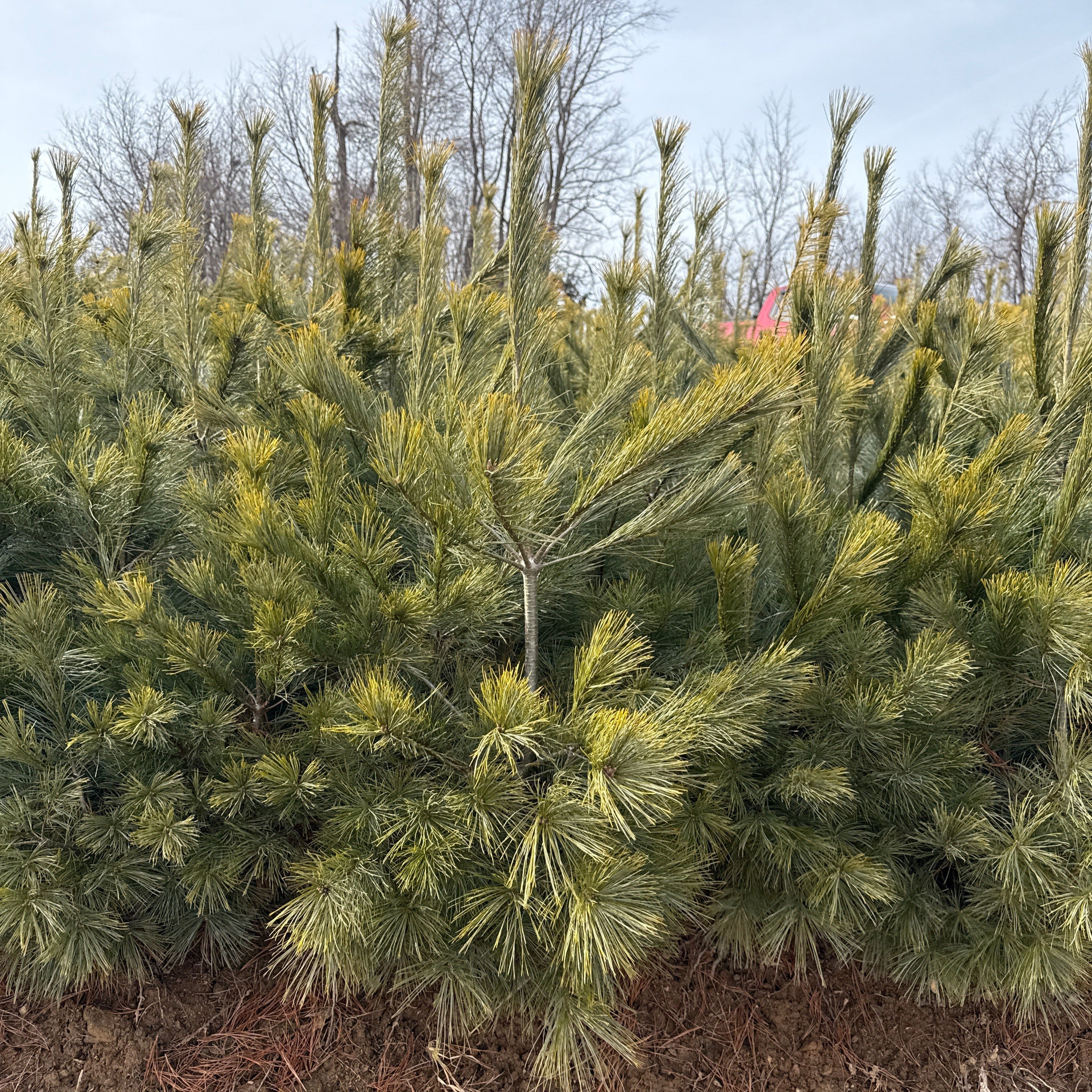 Eastern White Pine - Transplants