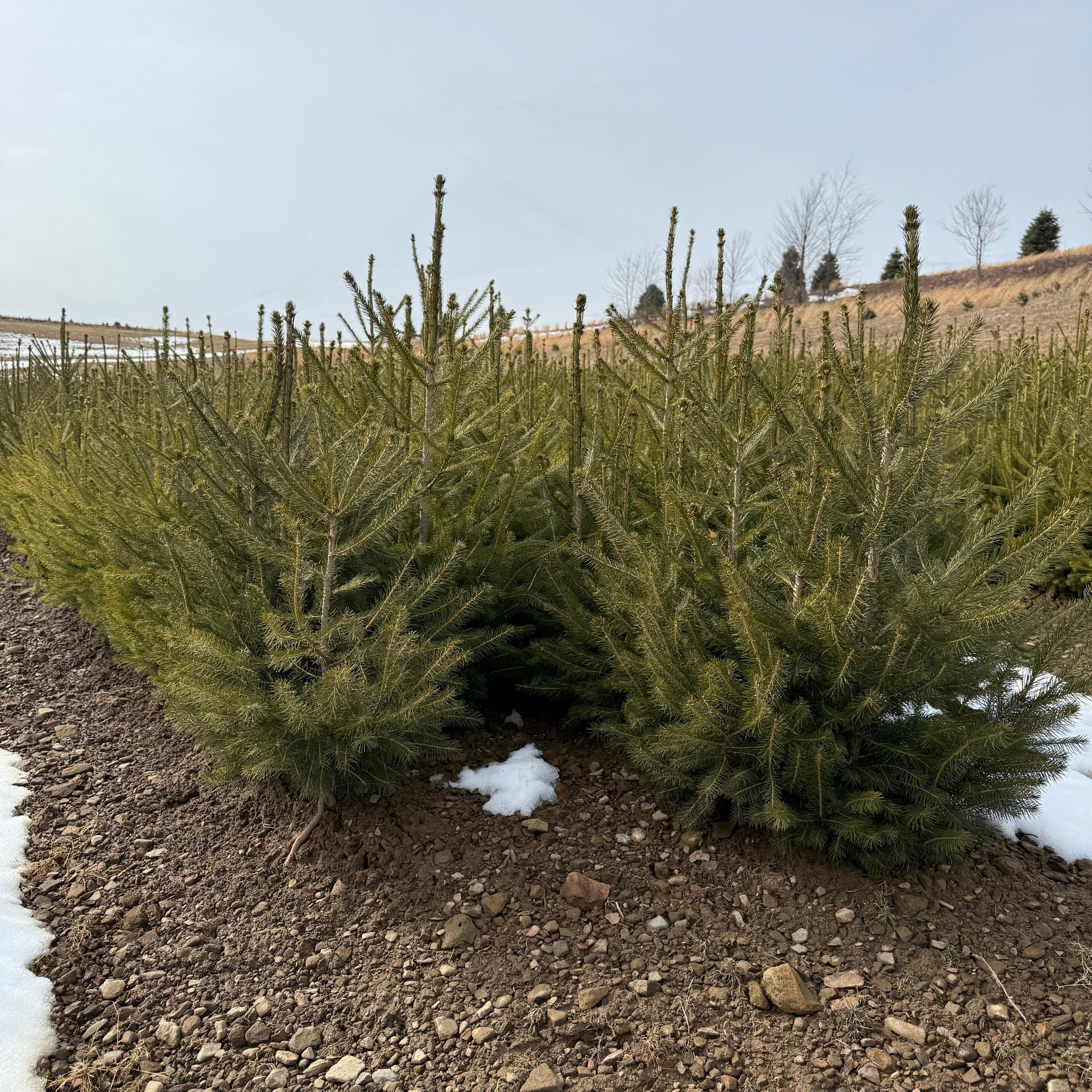 Norway Spruce - Transplants