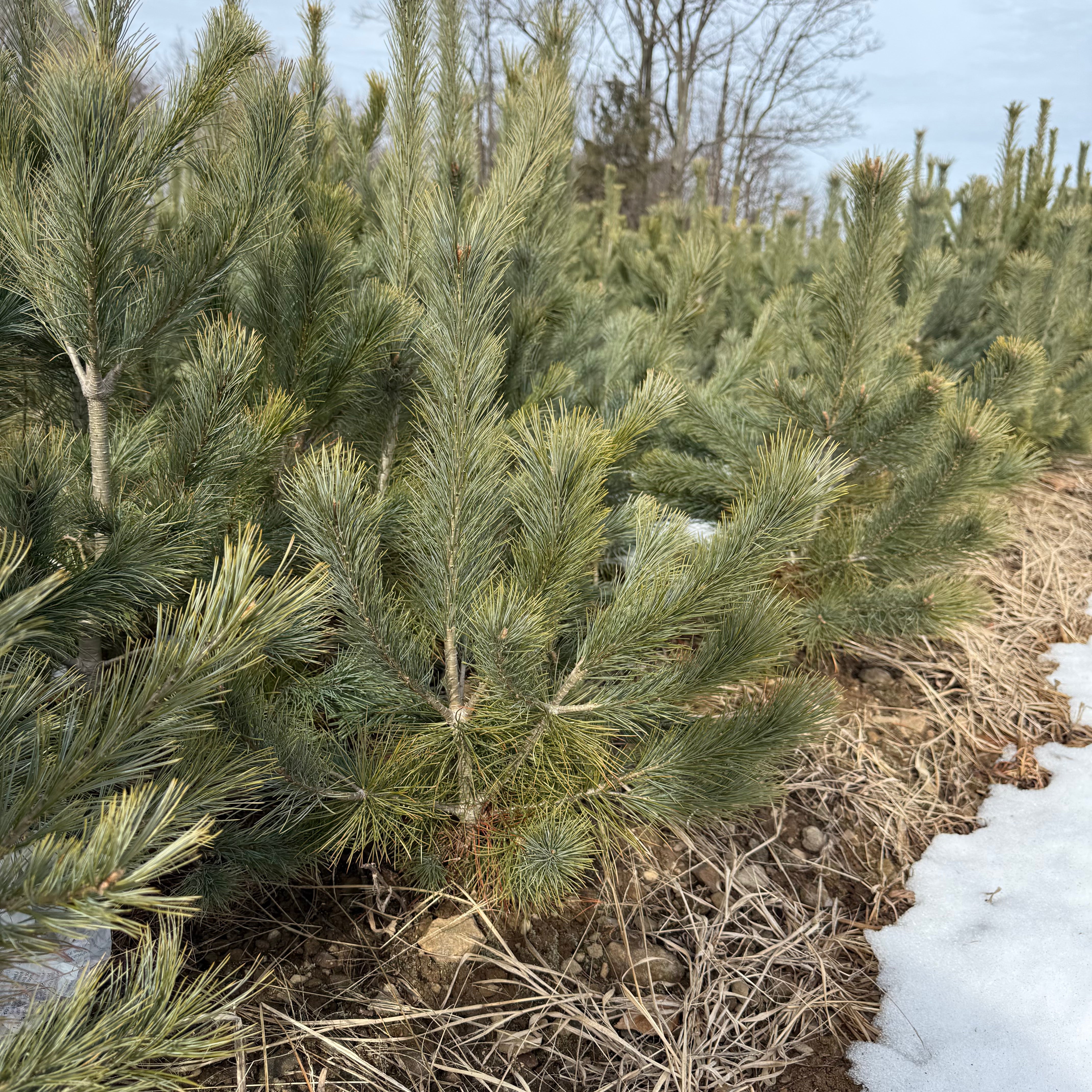 Southwestern White Pine - Transplants