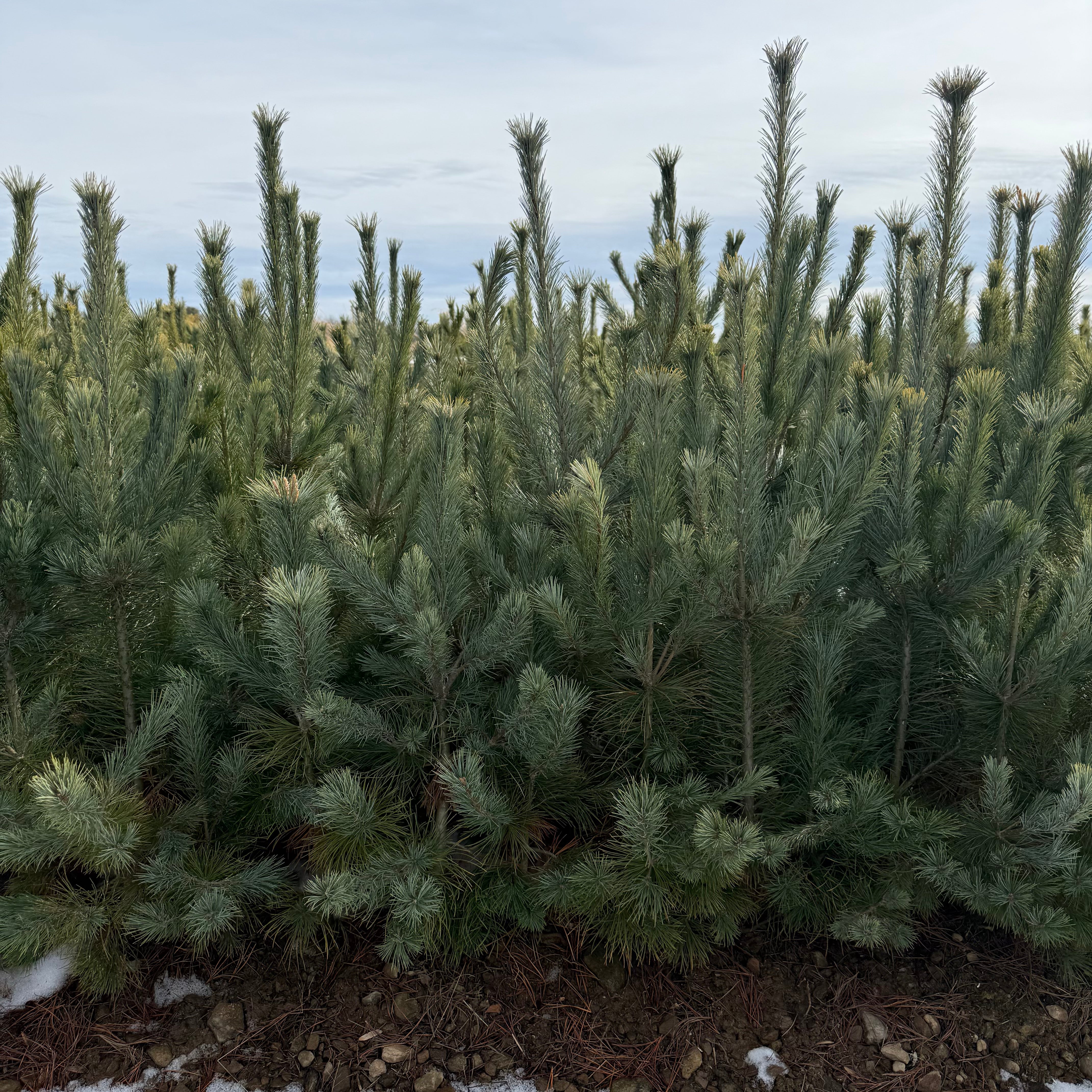 Southwestern White Pine - Transplants