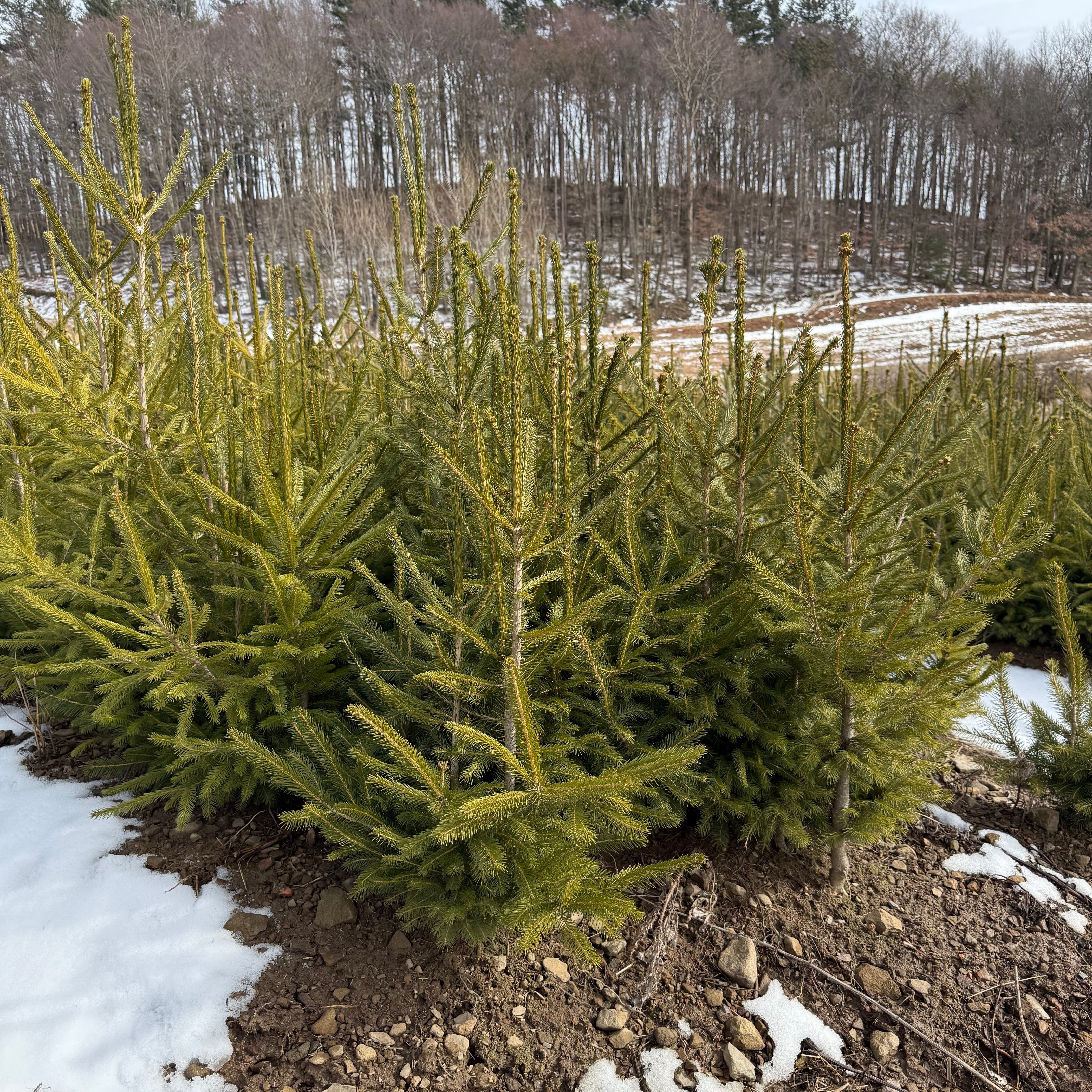 Norway Spruce - Transplants