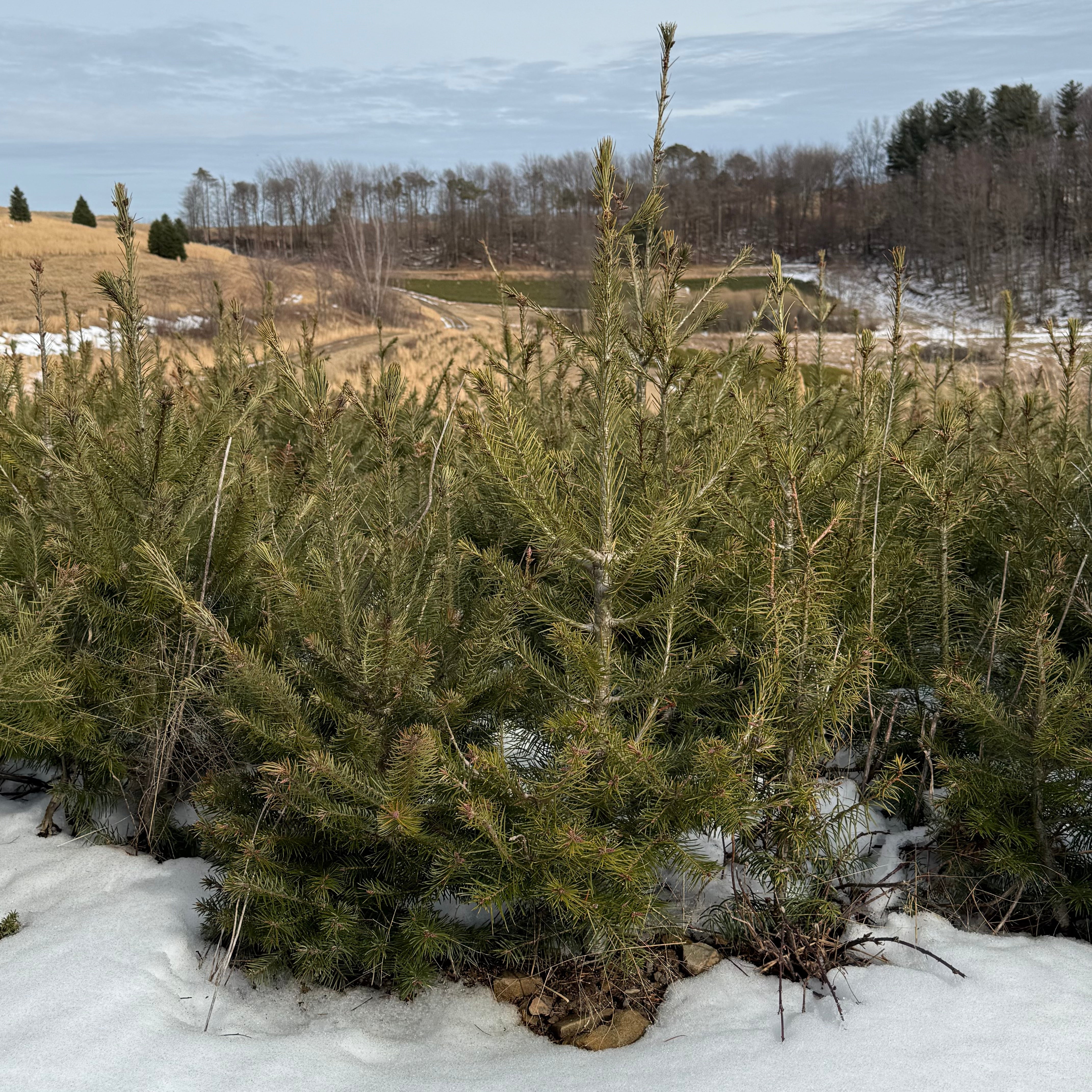 Douglas Fir - Transplants