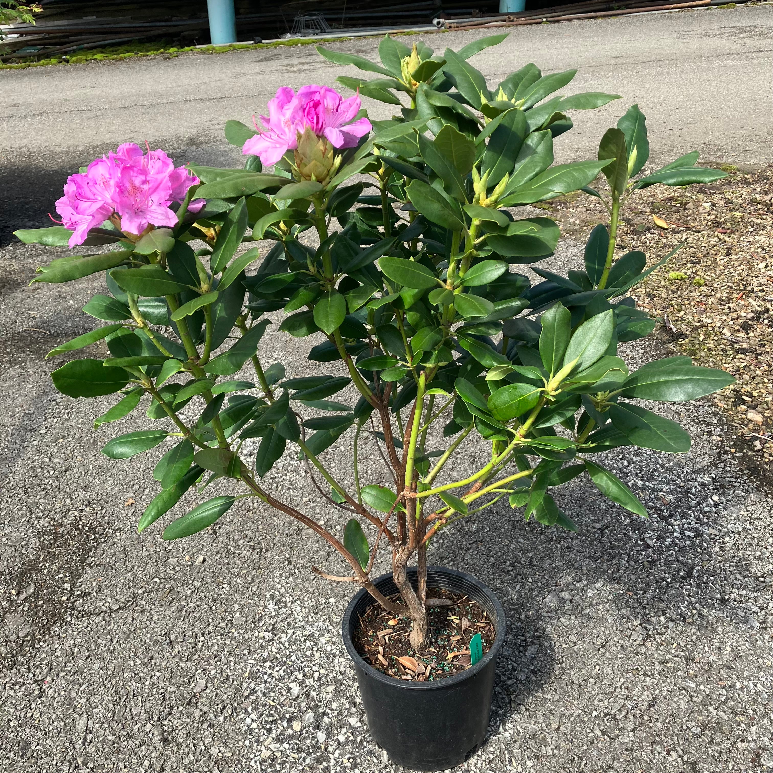 Pink Rhododendron - Container - 3 Gallon