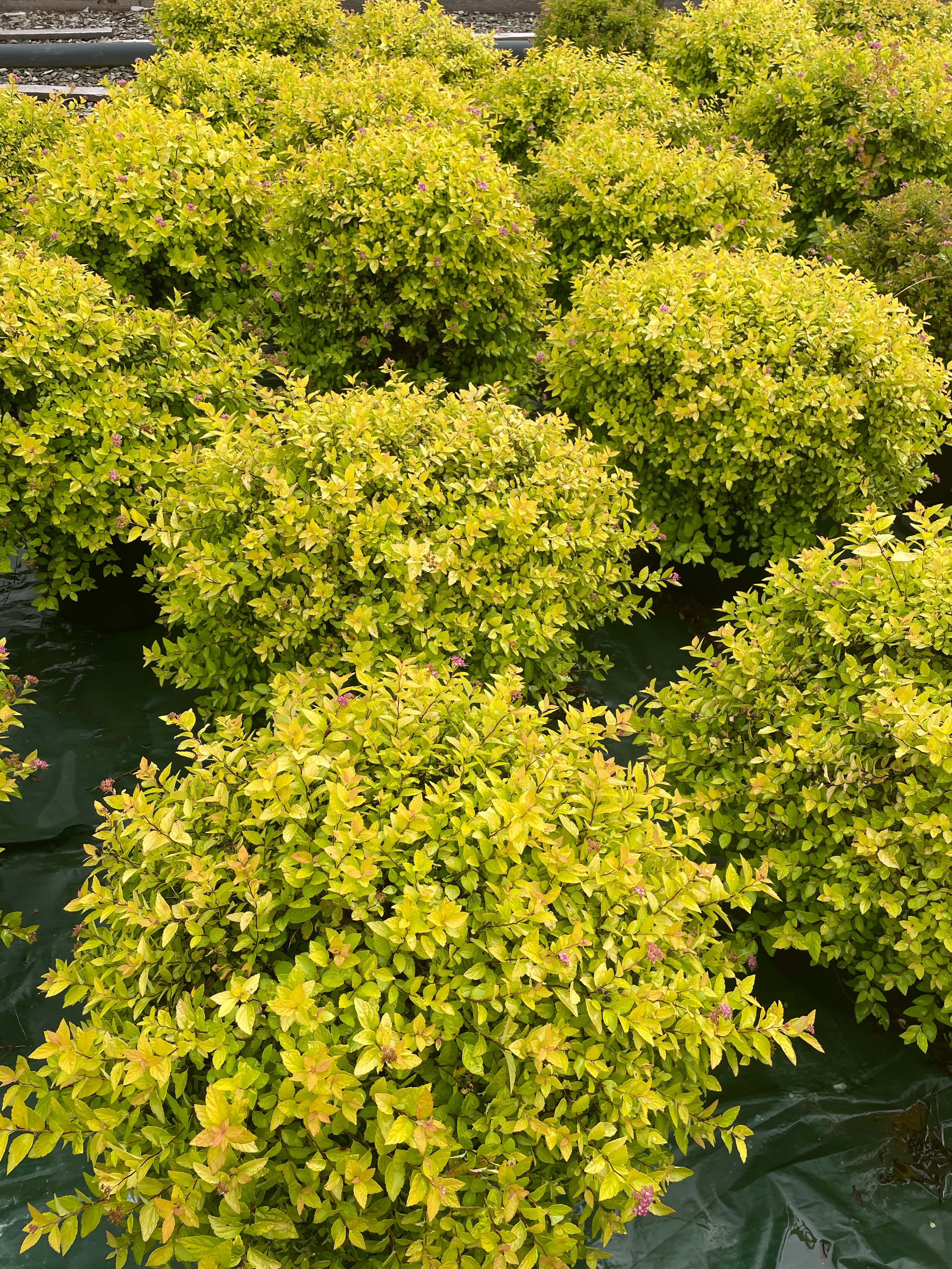 Lemon Princess Spirea - Container