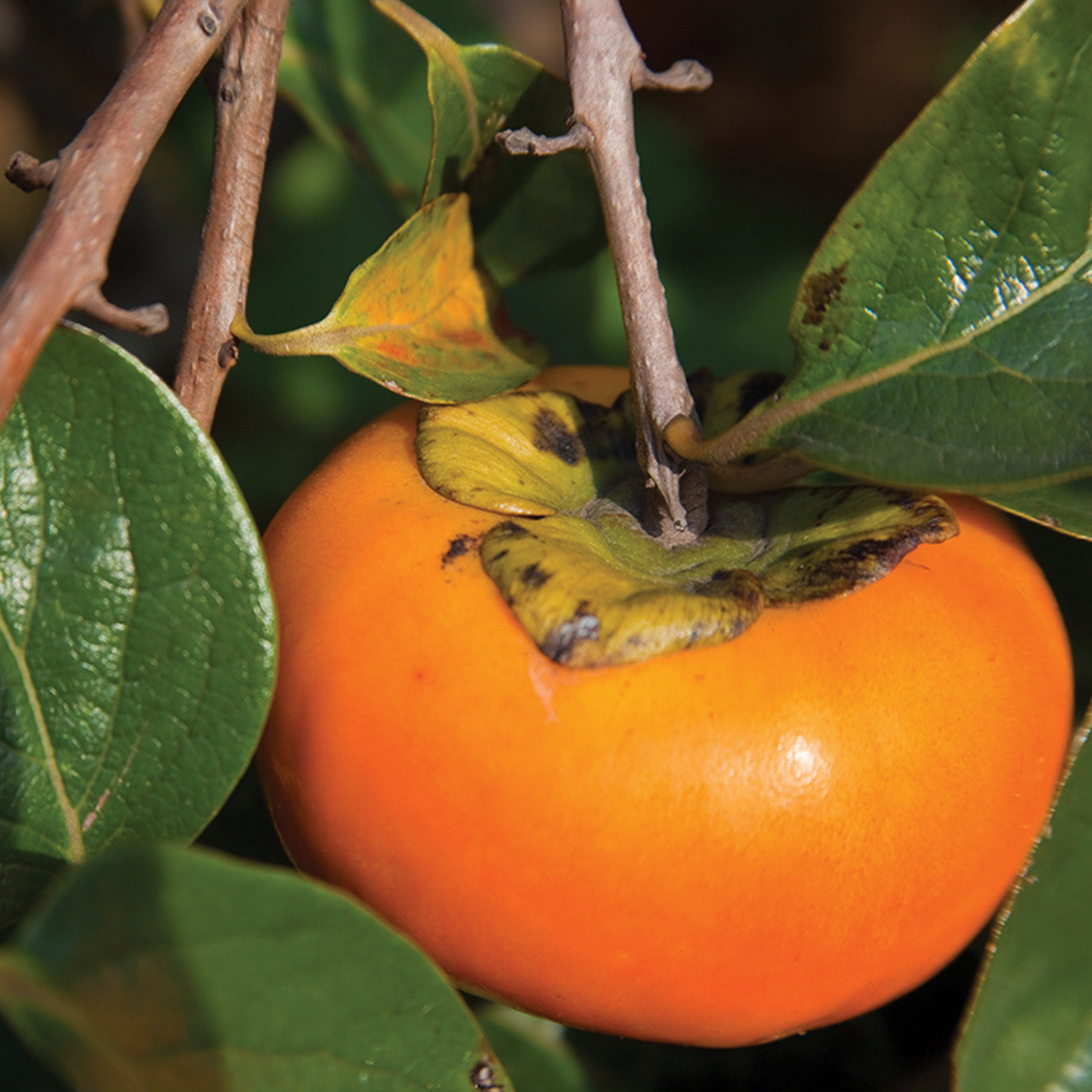 American Common Persimmon Tree - Seedlings