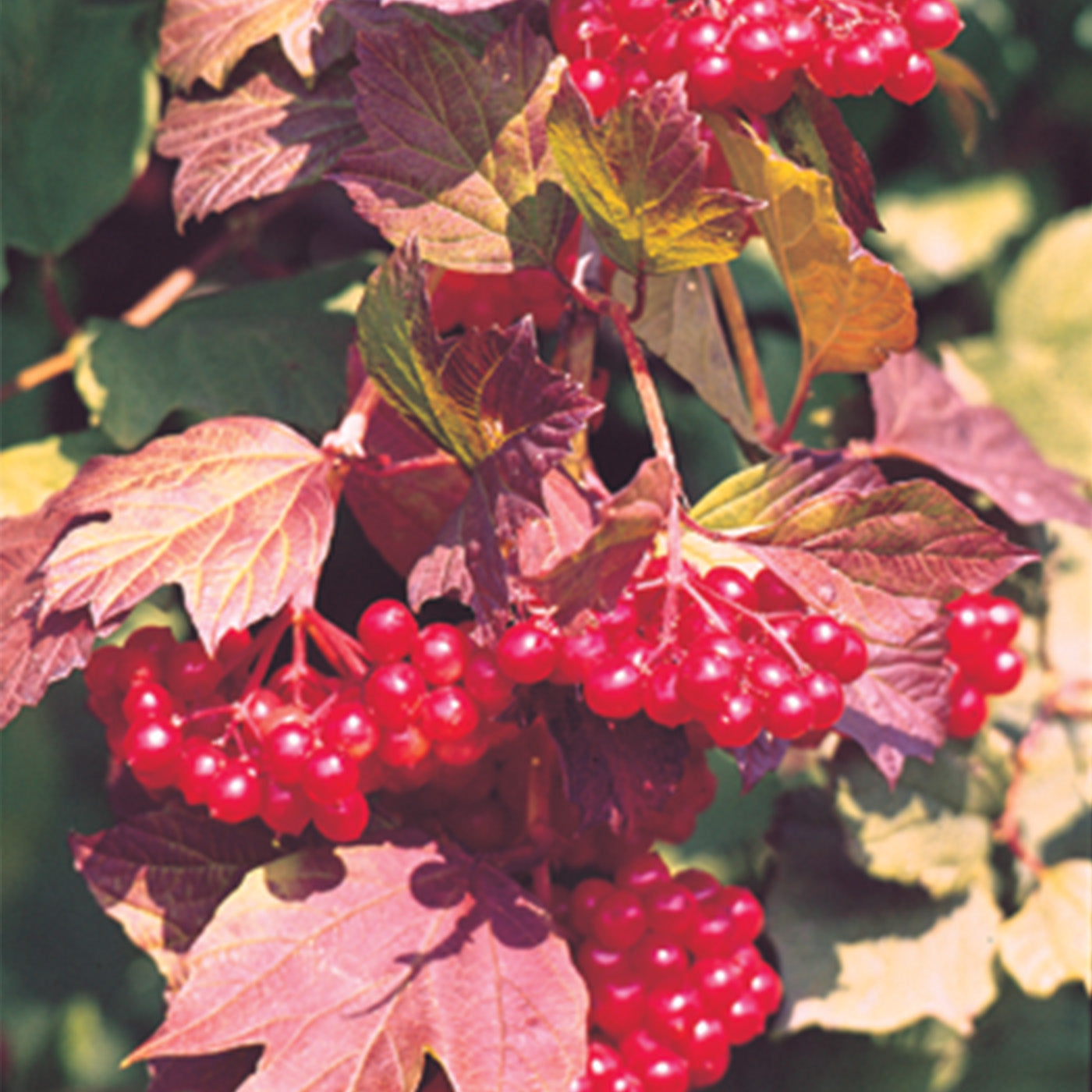 American Cranberrybush Viburnum - Seedlings