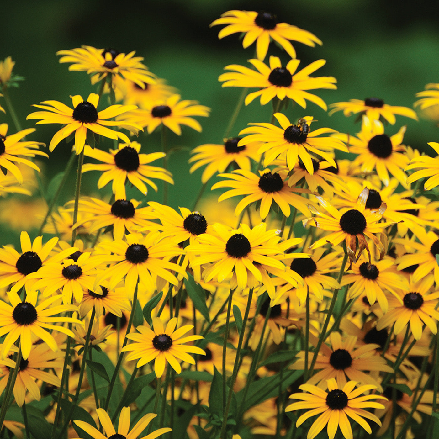 Black-Eyed Susan - Potted