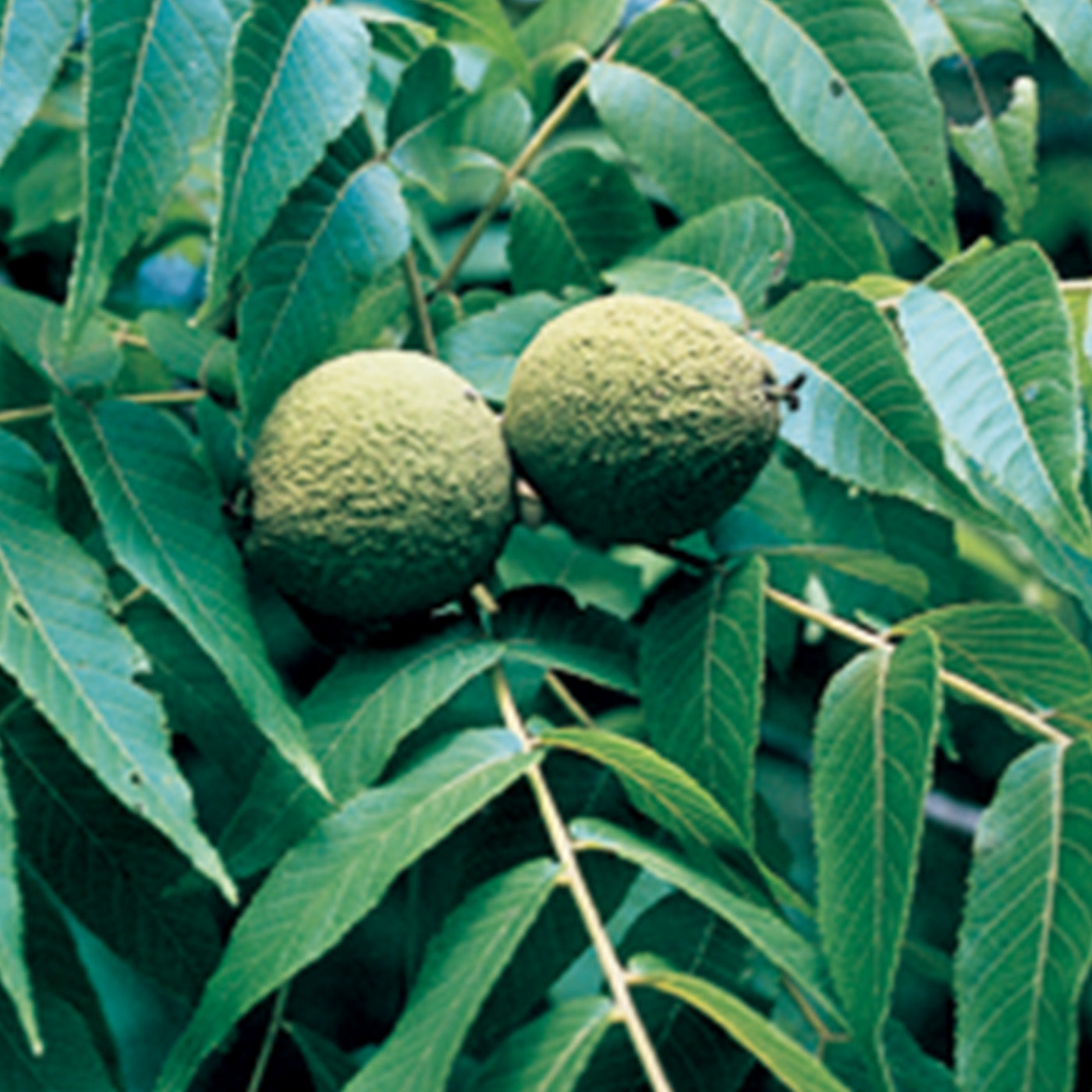 Black Walnut Tree - Seedlings