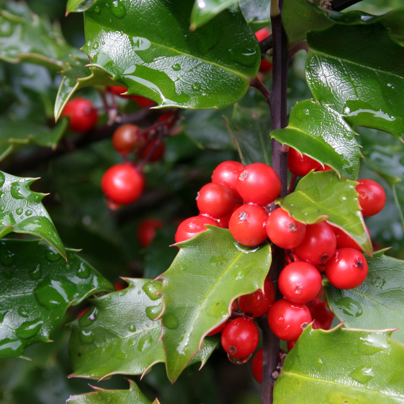 Blue Girl Holly - Container - 3 Gallon