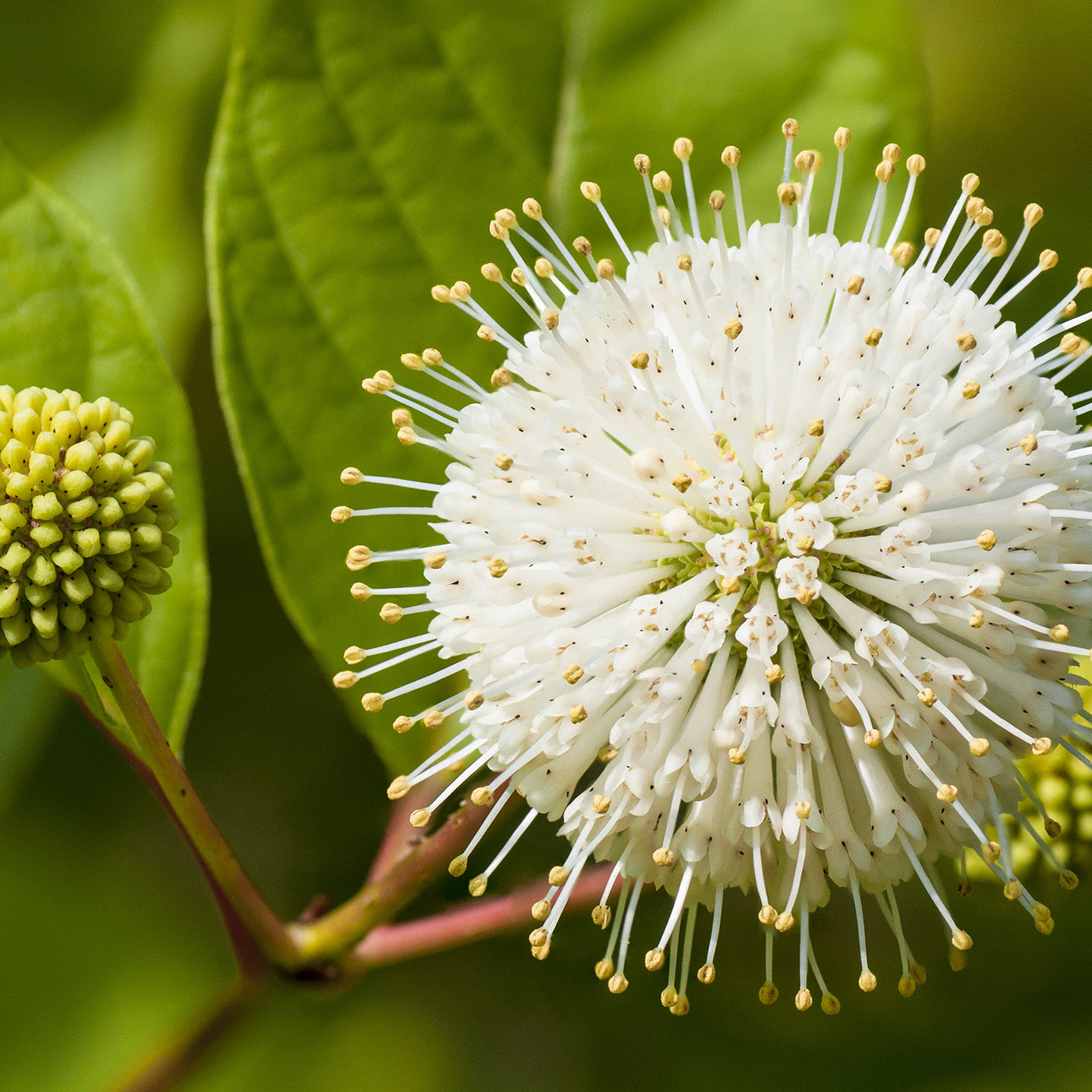 Buttonbush - Seedlings