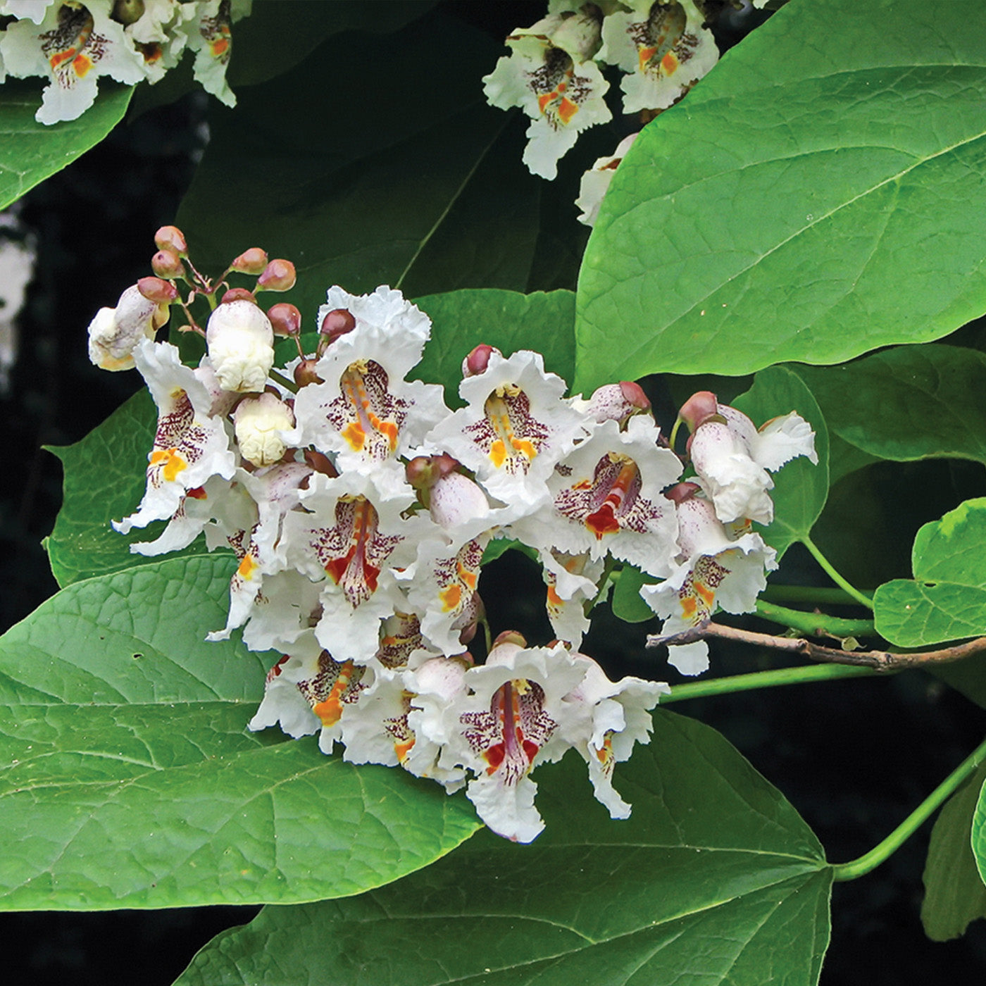 Catalpa Tree - Seedlings