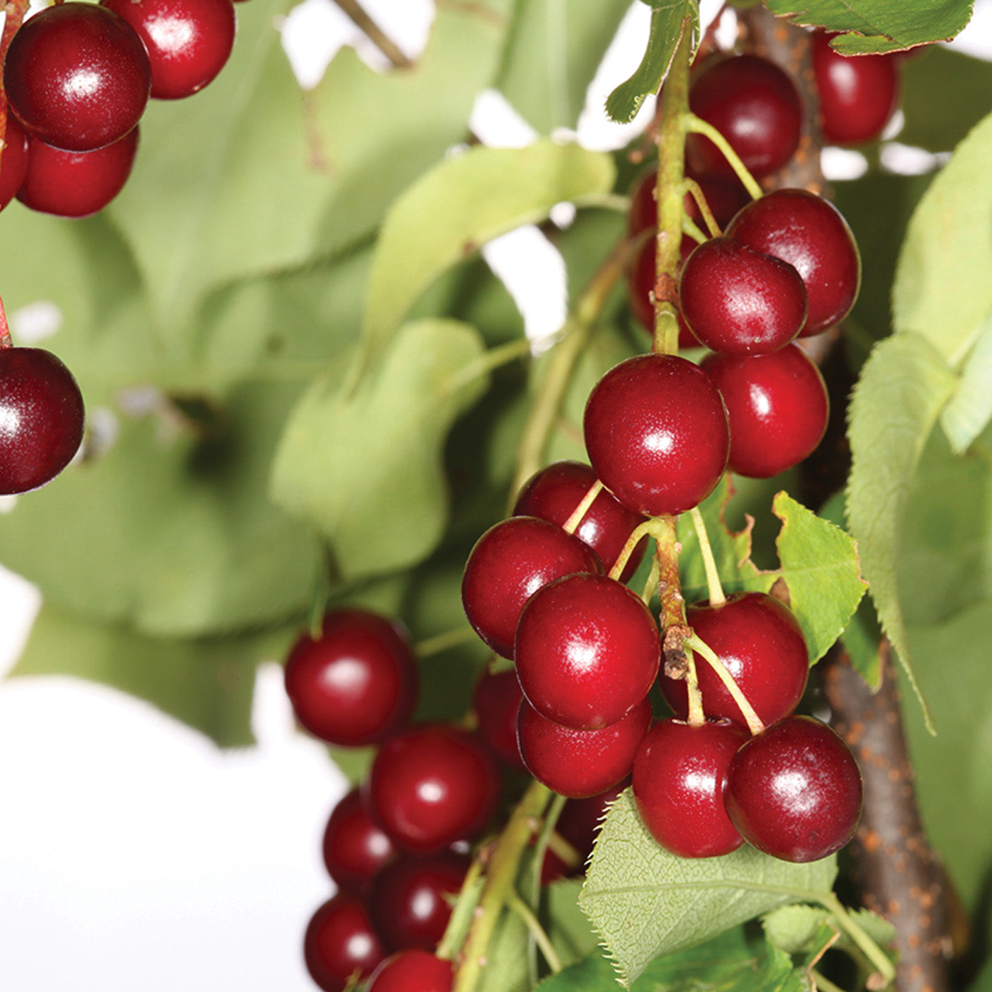 Chokecherry Tree - Seedlings