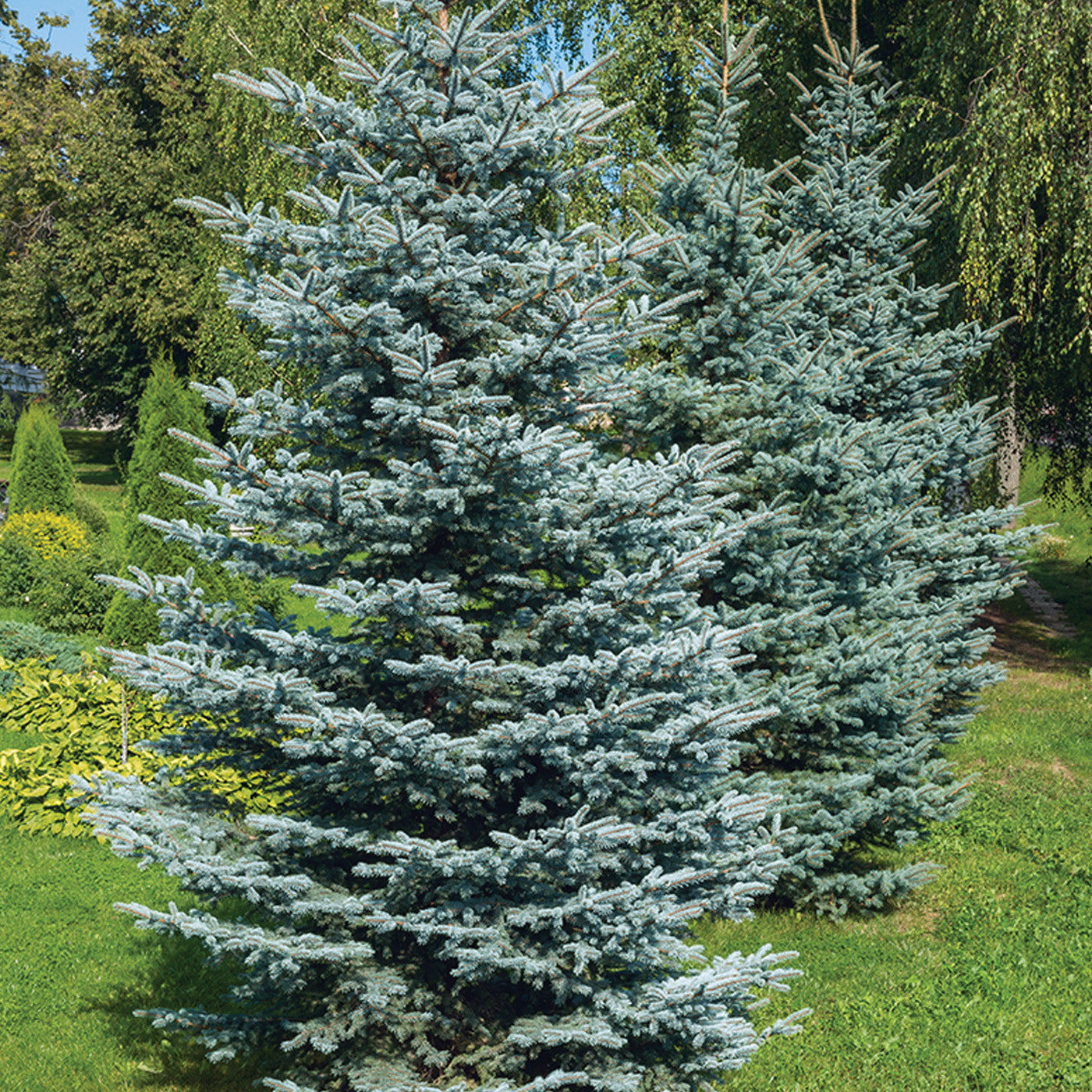 Colorado Blue Spruce - Potted