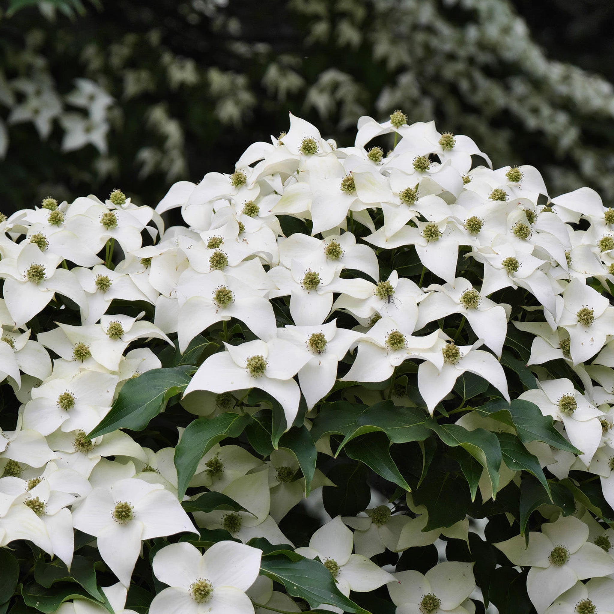 White Flowering Dogwood