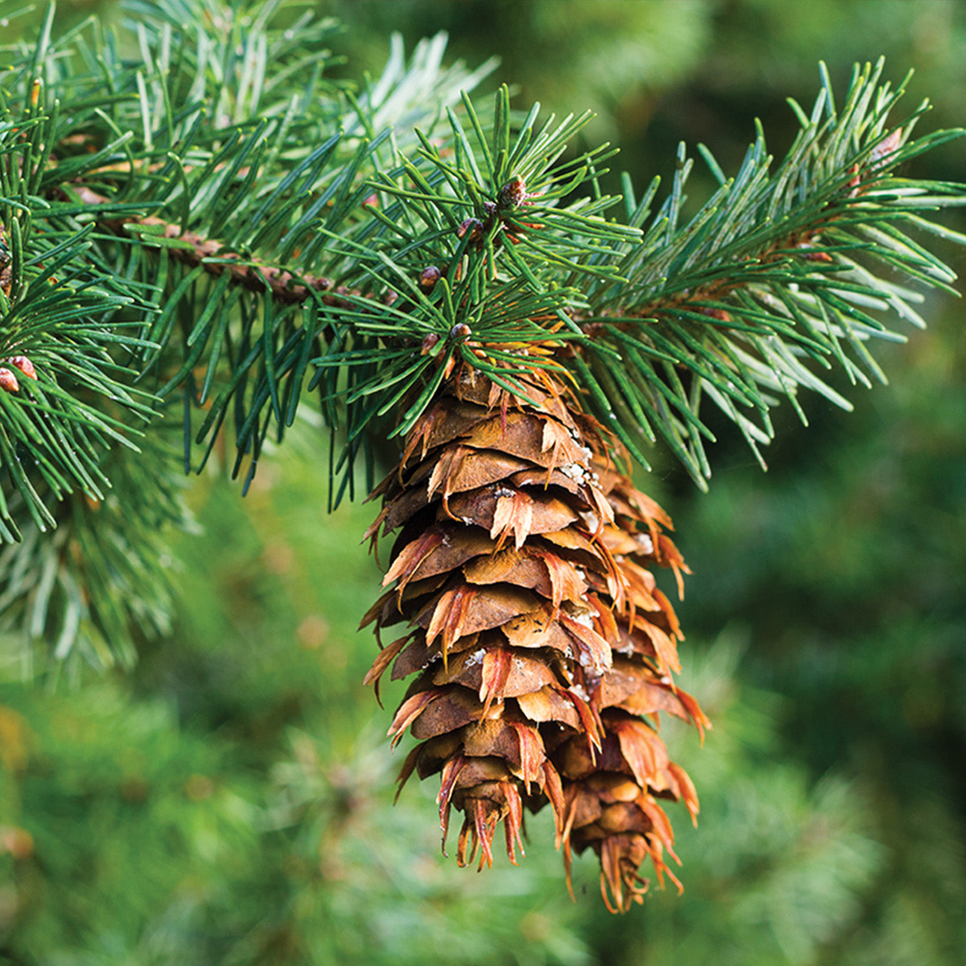 Douglas Fir - Seedlings