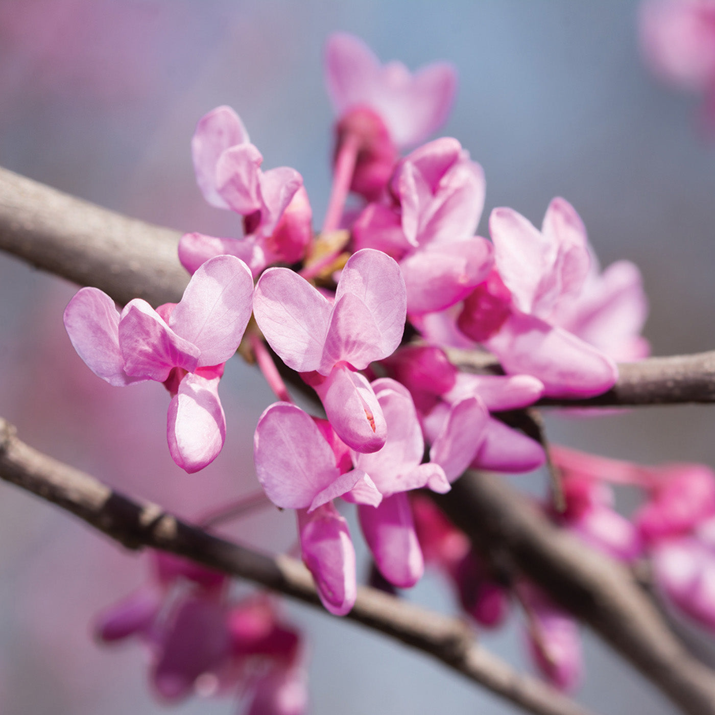 Eastern Redbud Tree - Seedlings