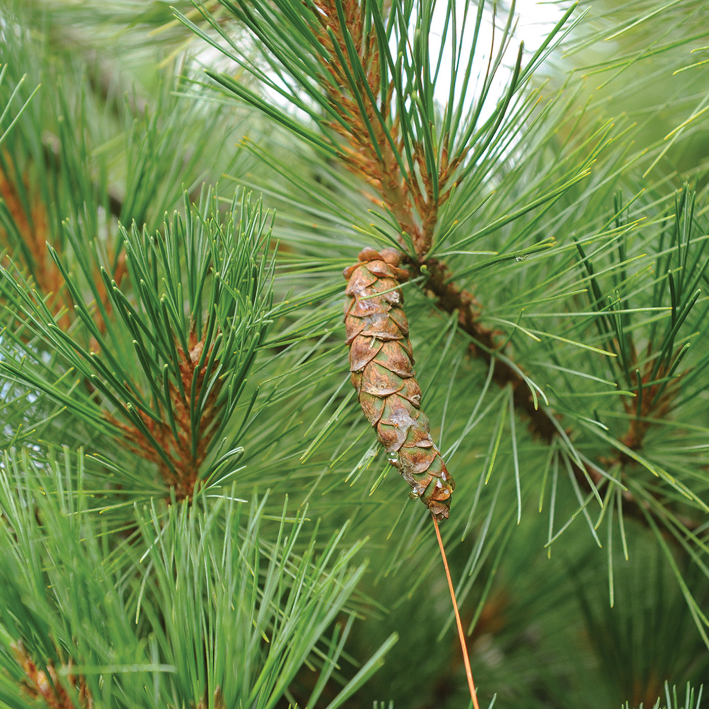 Eastern White Pine - Seedlings