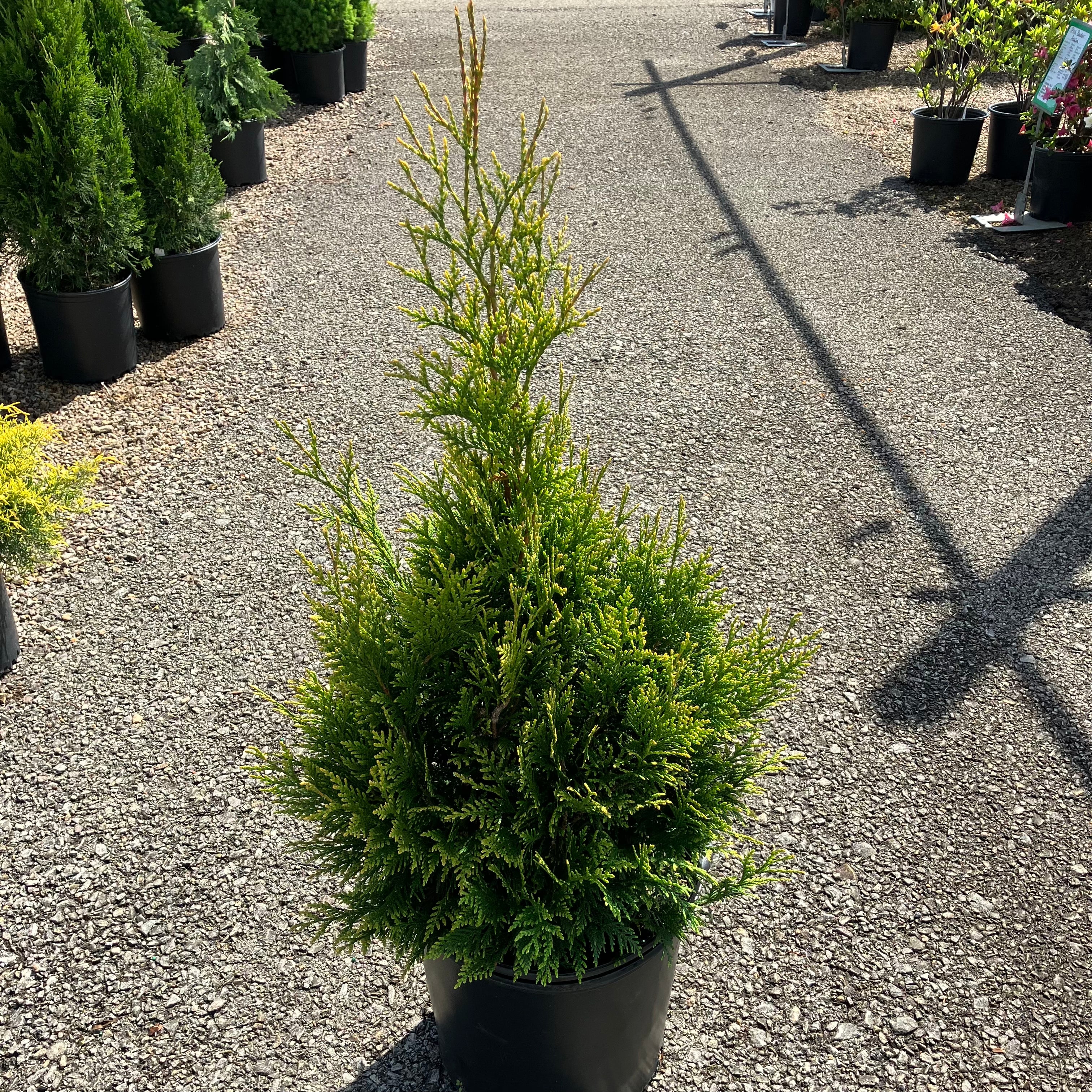 Elegantissima Arborvitae - Container - 3 Gallon