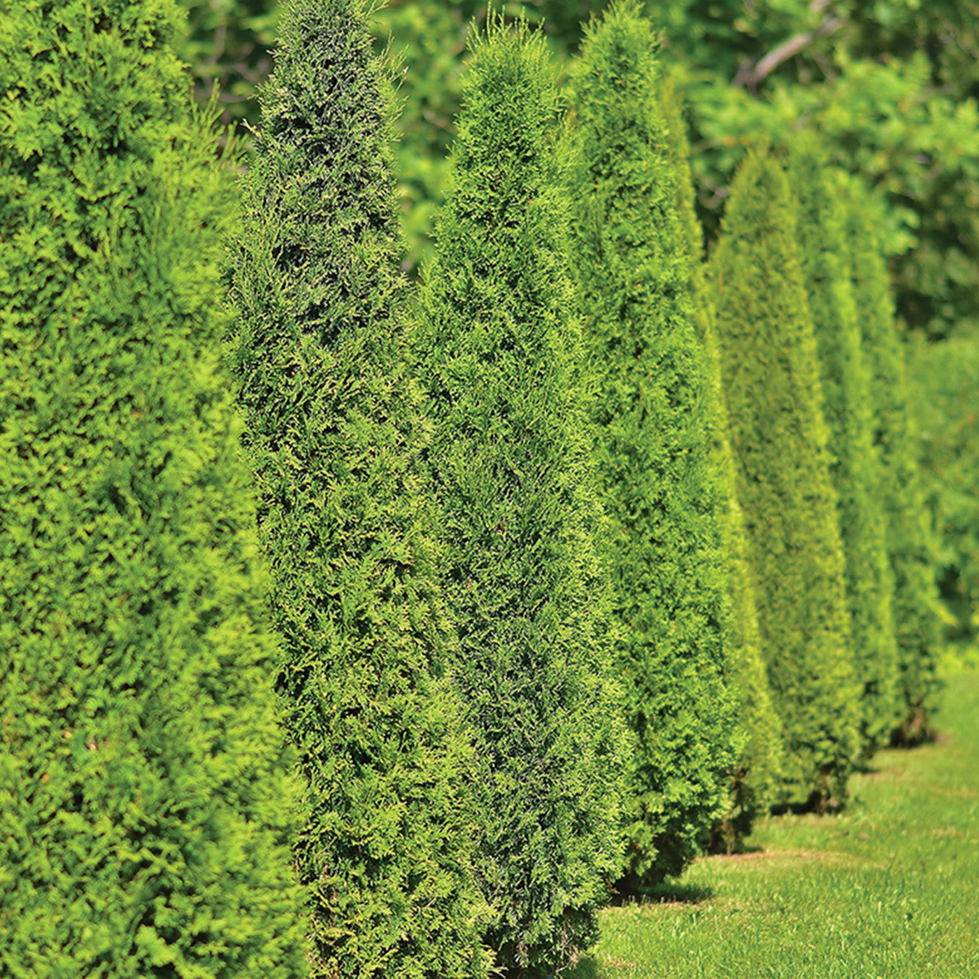 Emerald Green Pyramidal Arborvitae - Transplants