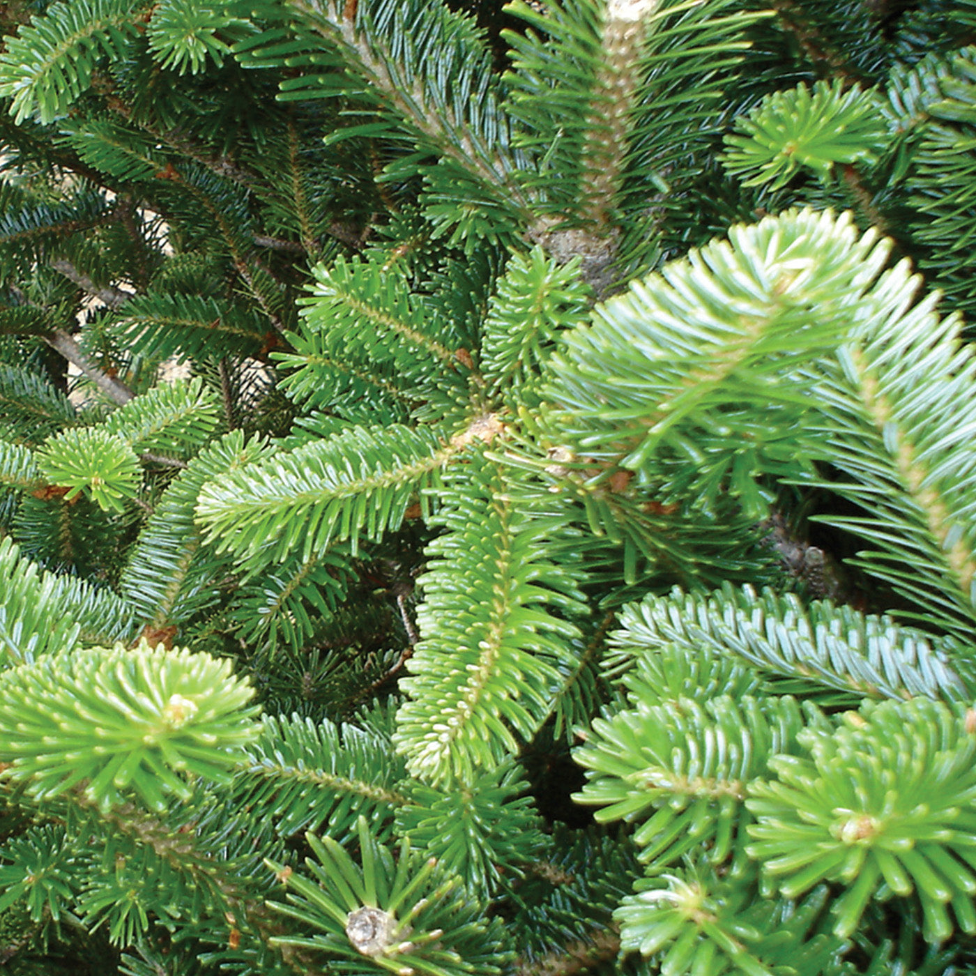 Fraser Fir - Potted