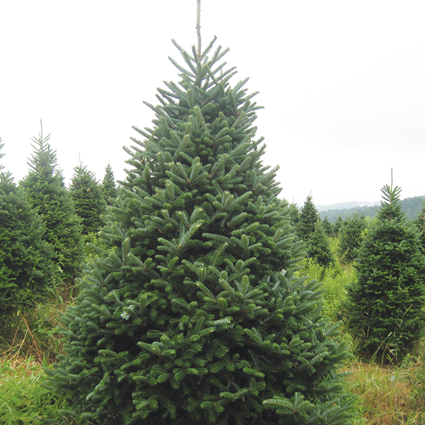 Fraser Fir - Potted