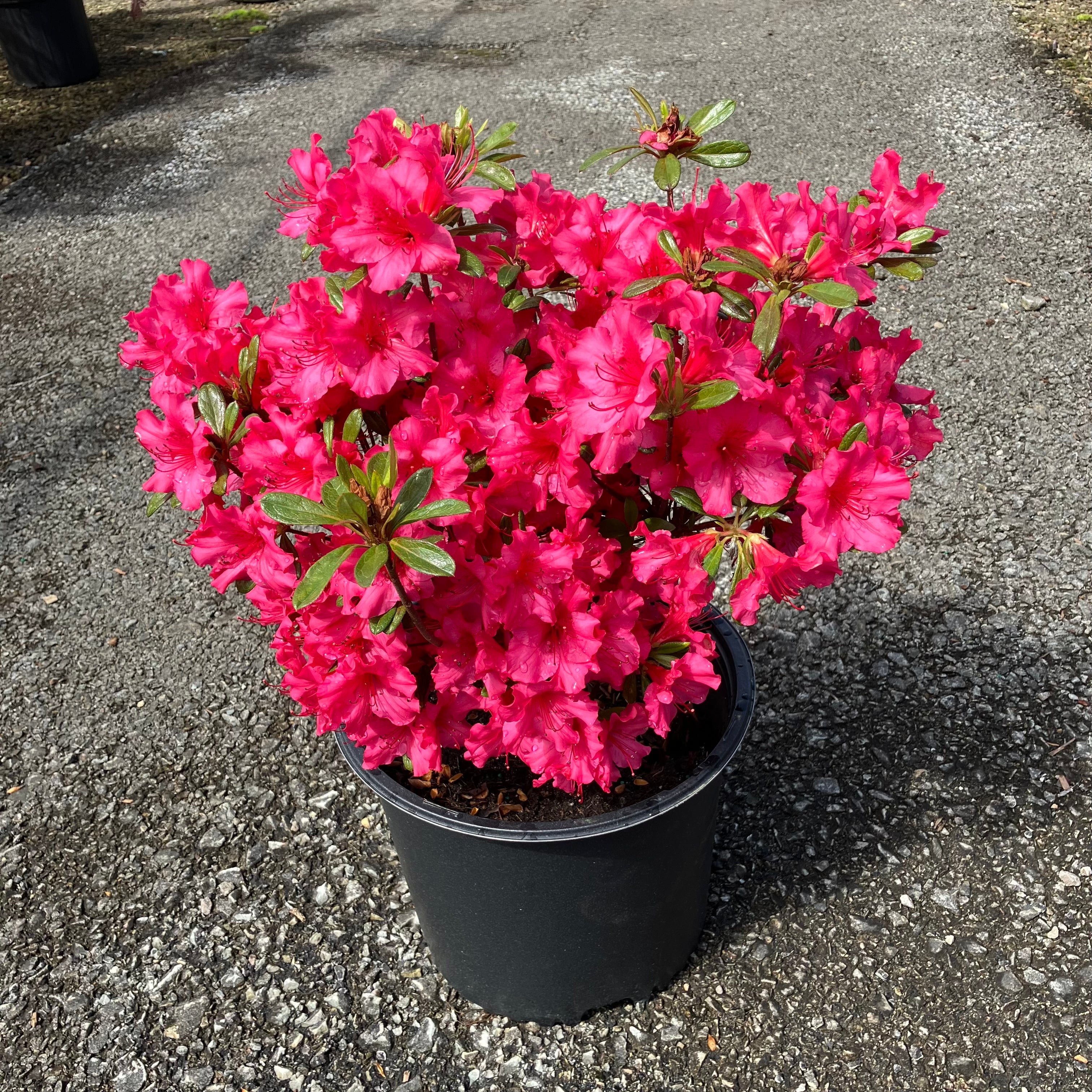 Girard's Rose Azalea - Container - 3 Gallon