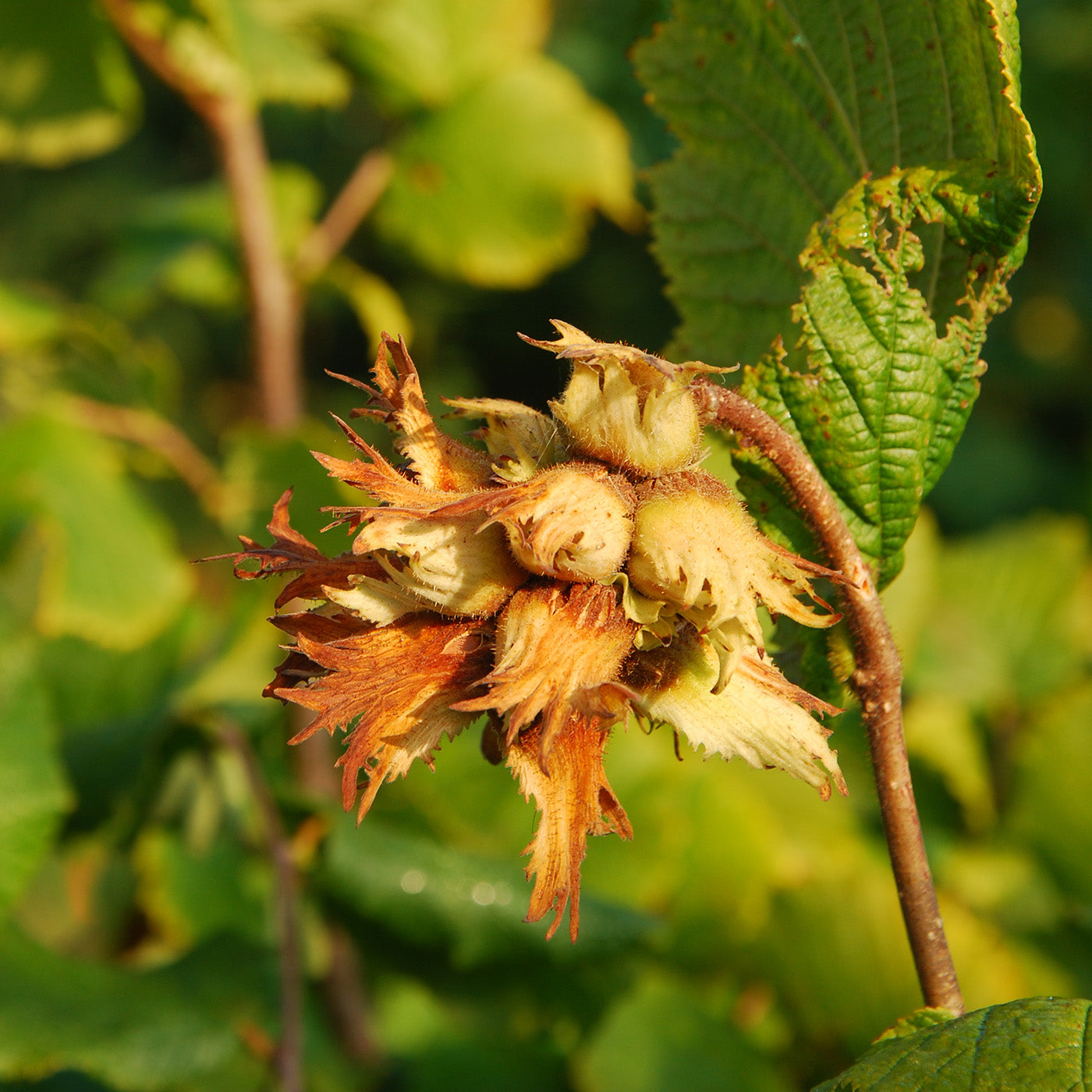 American Hazelnut Tree - Seedlings