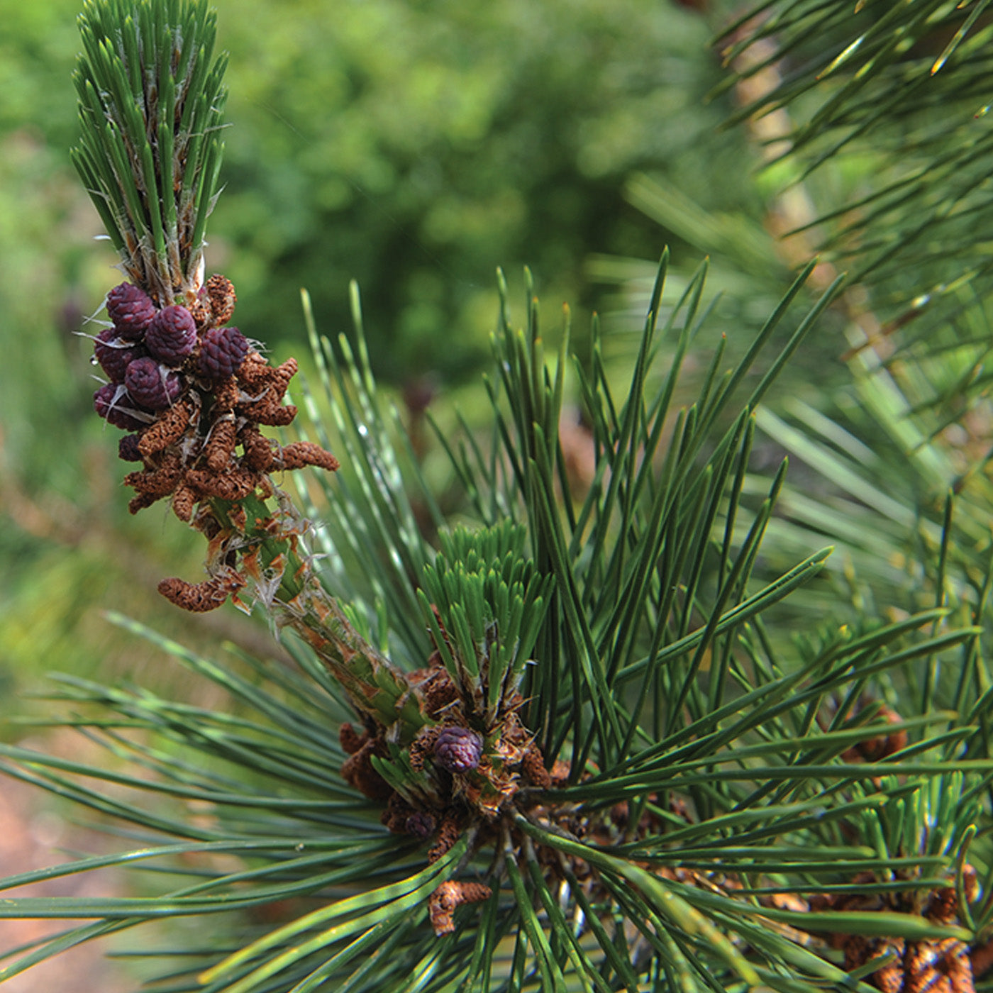 Japanese Black Pine - Seedlings