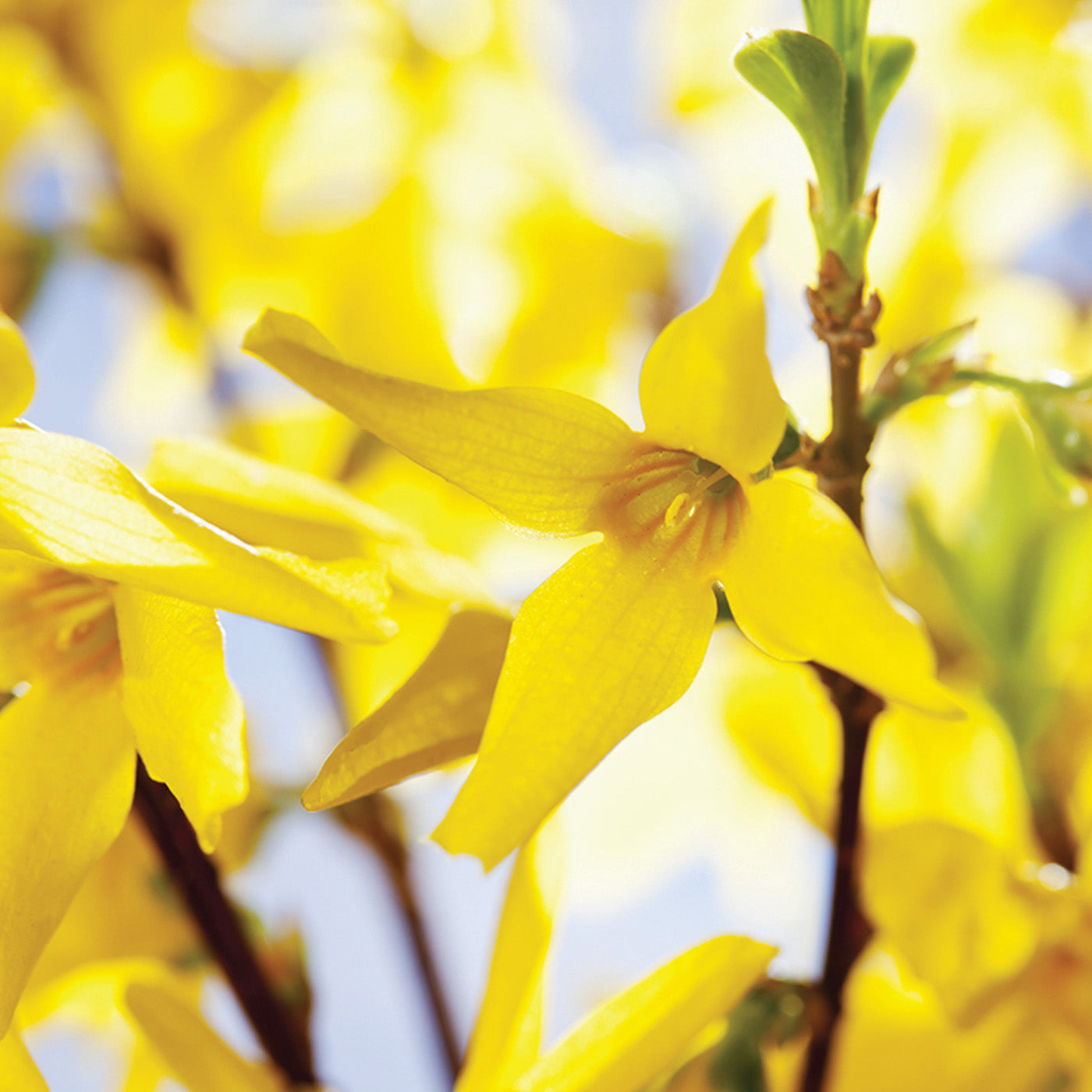 Lynwood Gold Forsythia - Transplant