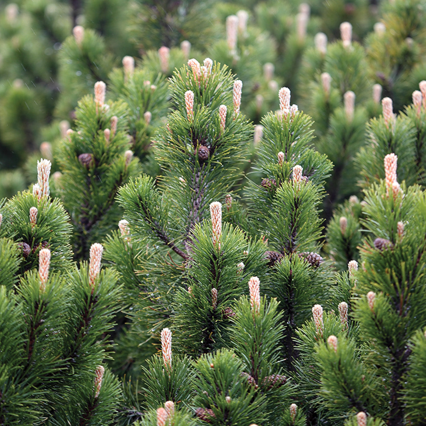 Mugho Pine - Seedlings