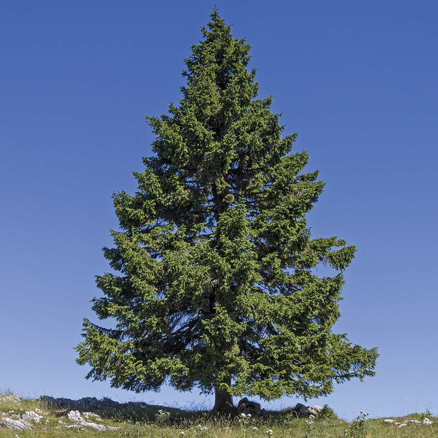 Norway Spruce - Seedlings