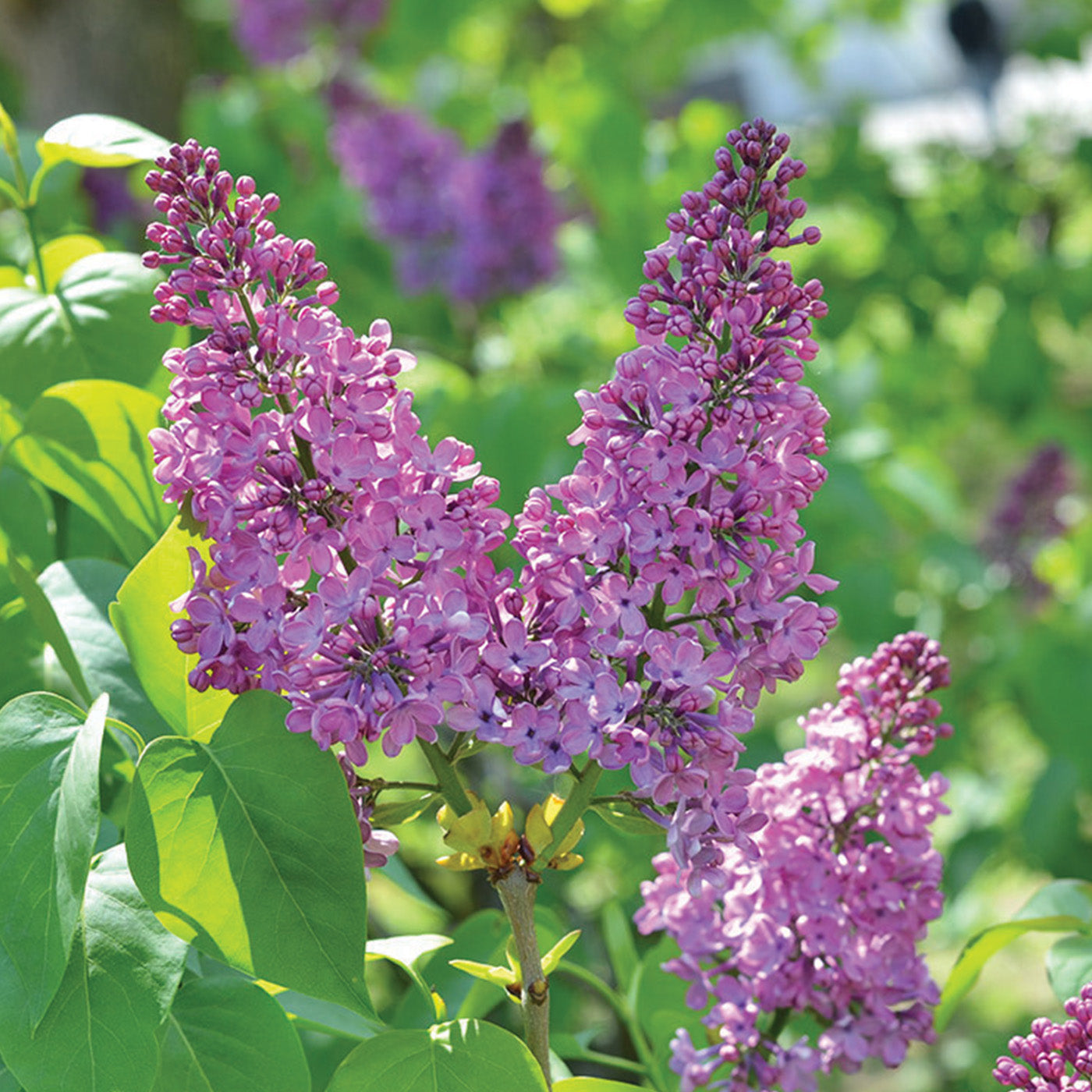 Old Fashioned Lilac  - Seedlings