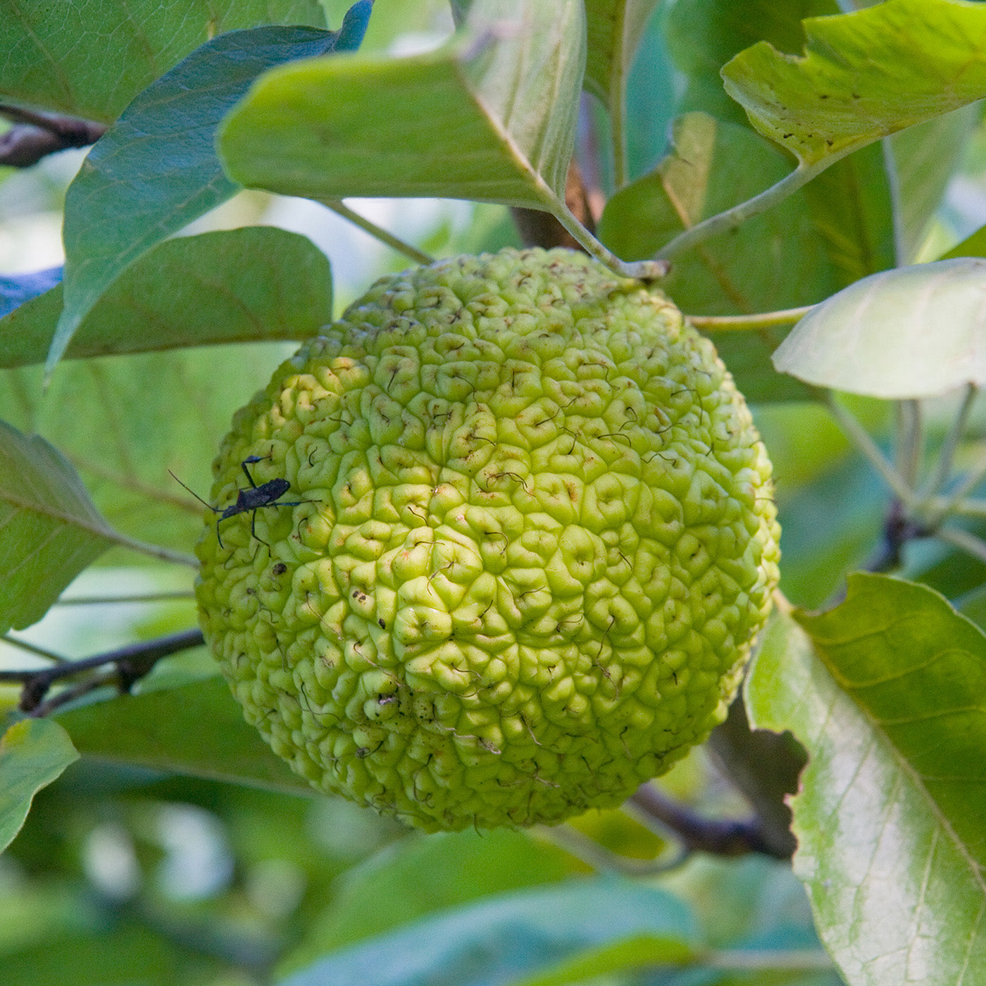 Osage Orange Tree - Seedlings