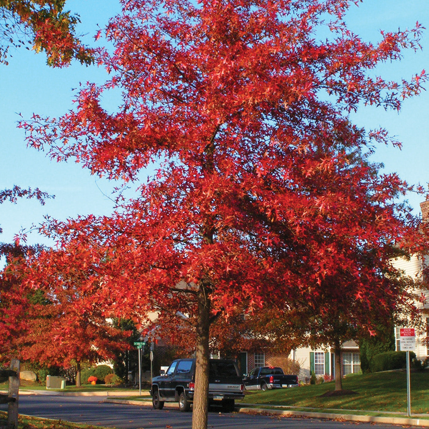 Pin Oak Tree - Seedlings