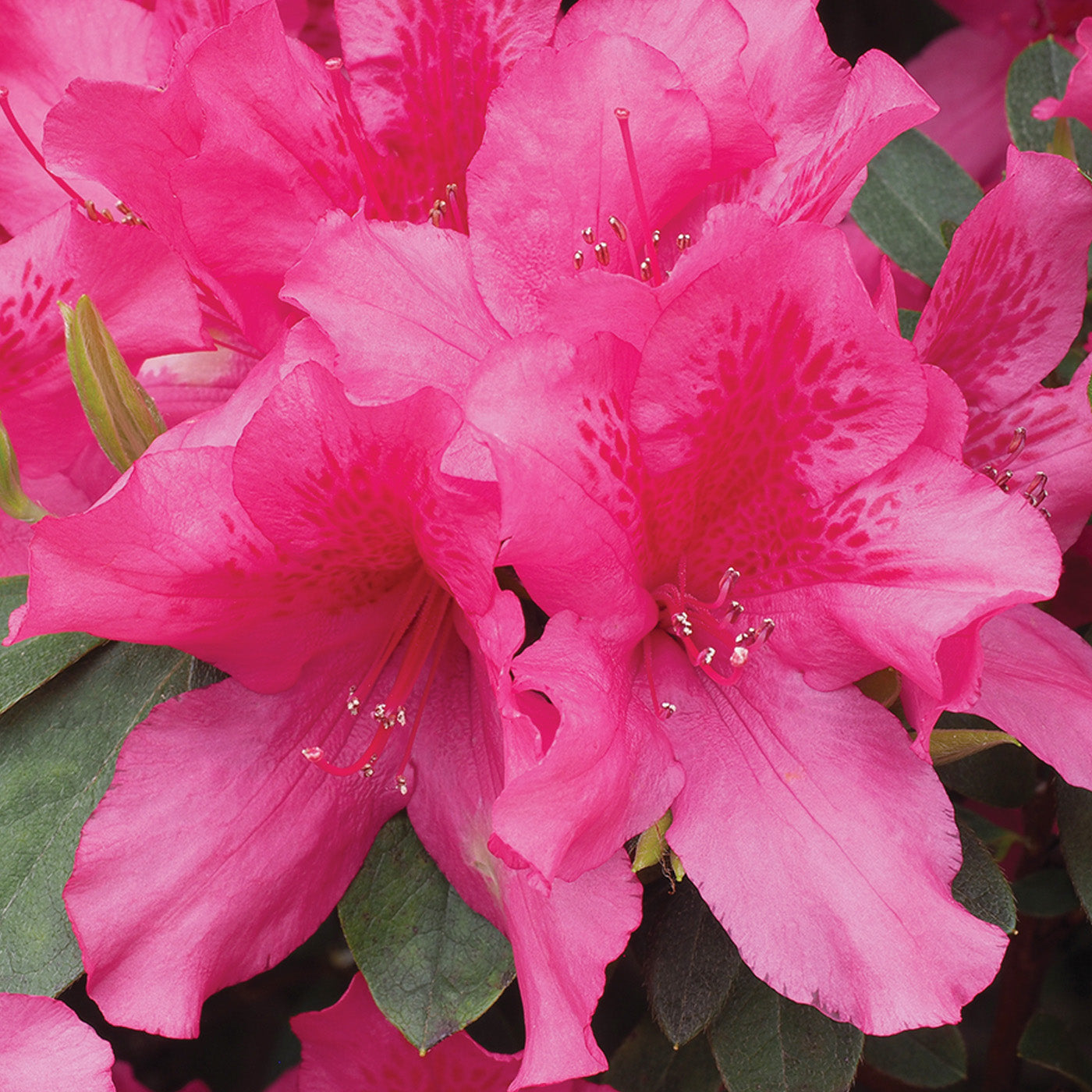 Pink Boudoir Azalea - Container