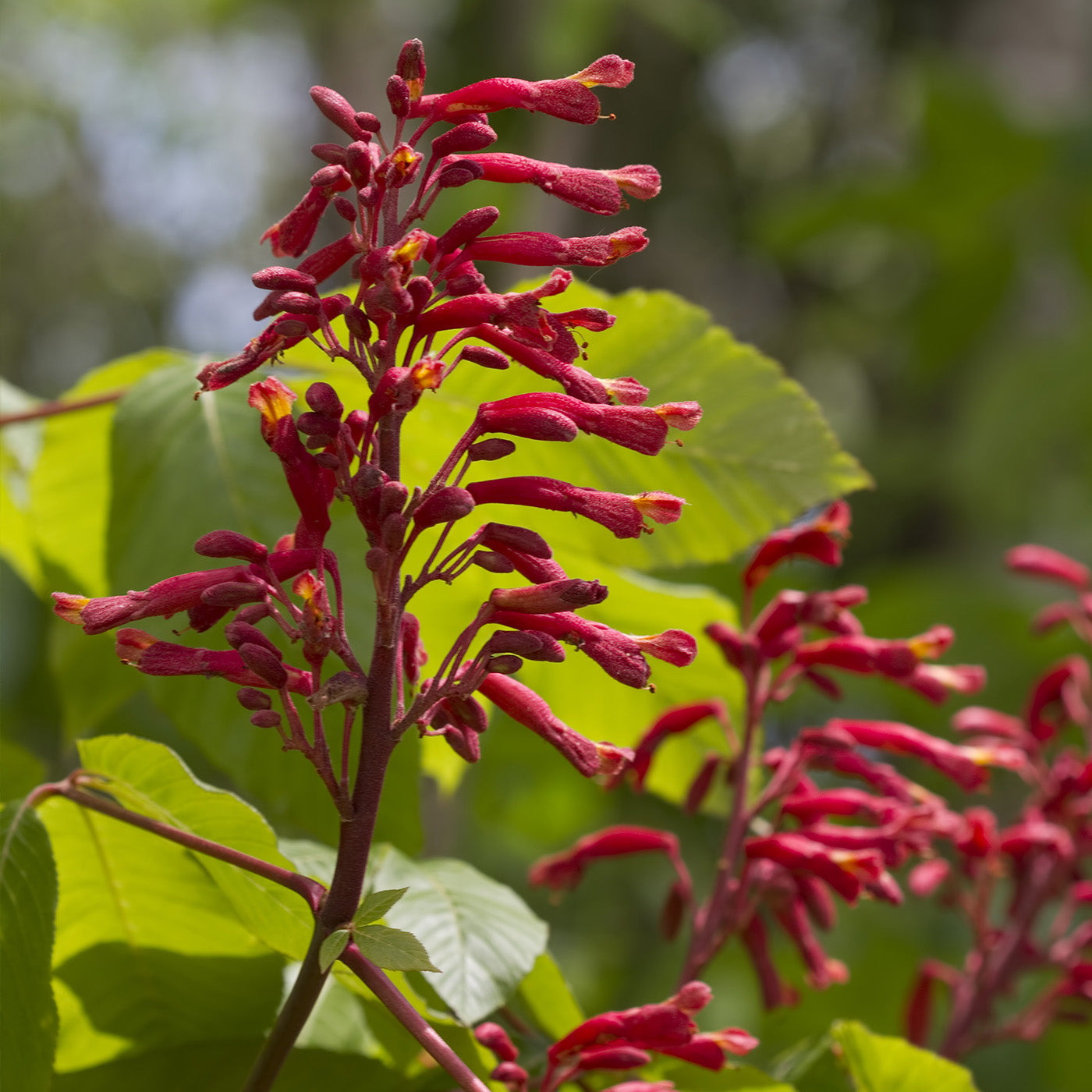 Red Buckeye Tree - Seedlings