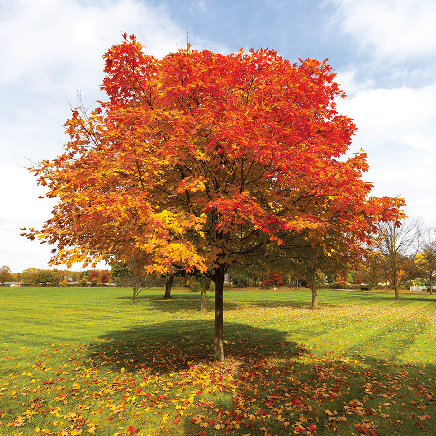 Red Oak Tree -  Seedlings