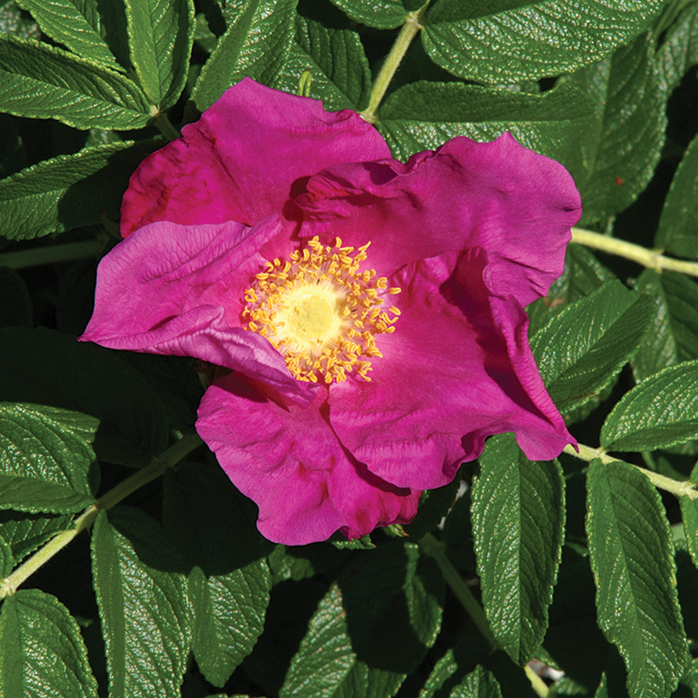 Dwarf Rose Hedge 'Sandy' - Seedlings