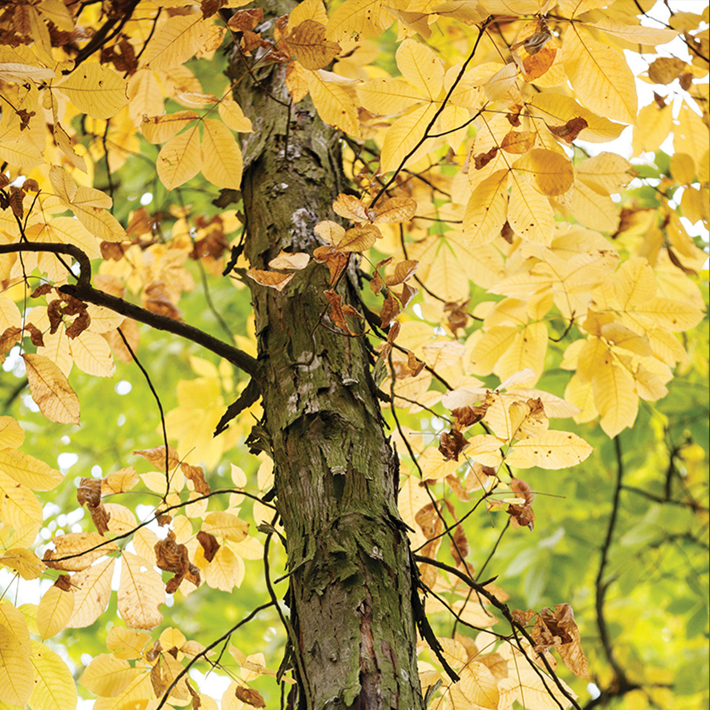 Shagbark Hickory Tree - Seedling