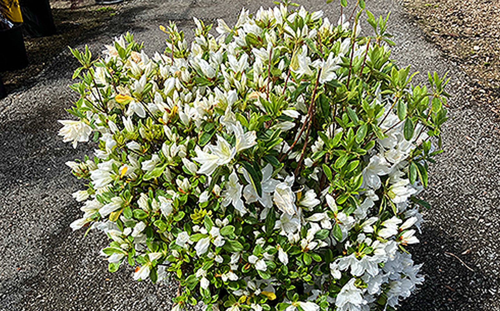 Landscape Shrubs