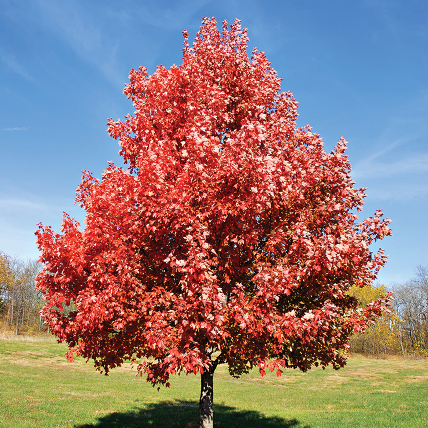 Silver Maple Tree - Seedlings