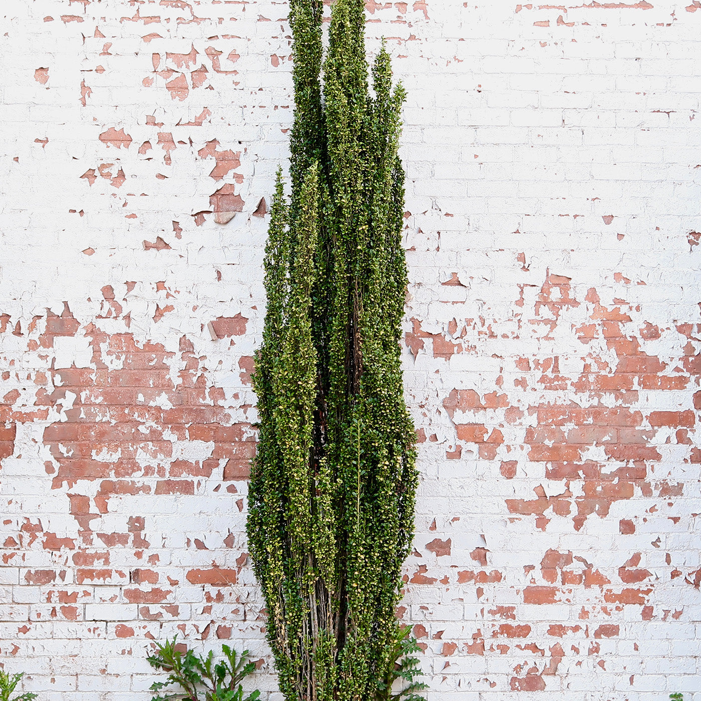 Japanese Sky Pencil Holly - Potted