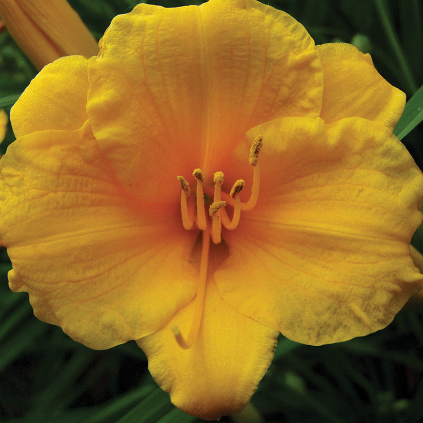 Stella D'oro Daylily - Potted