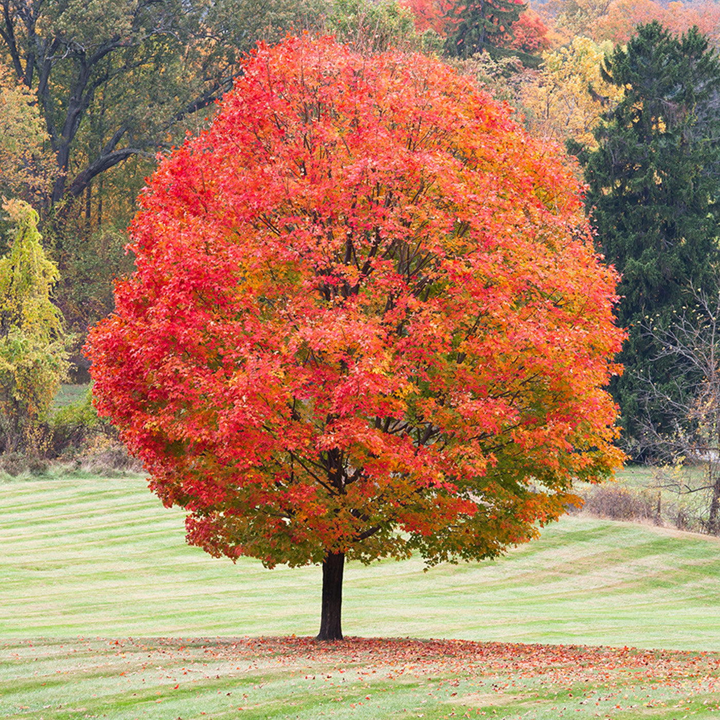 Sugar Maple Tree - Seedlings