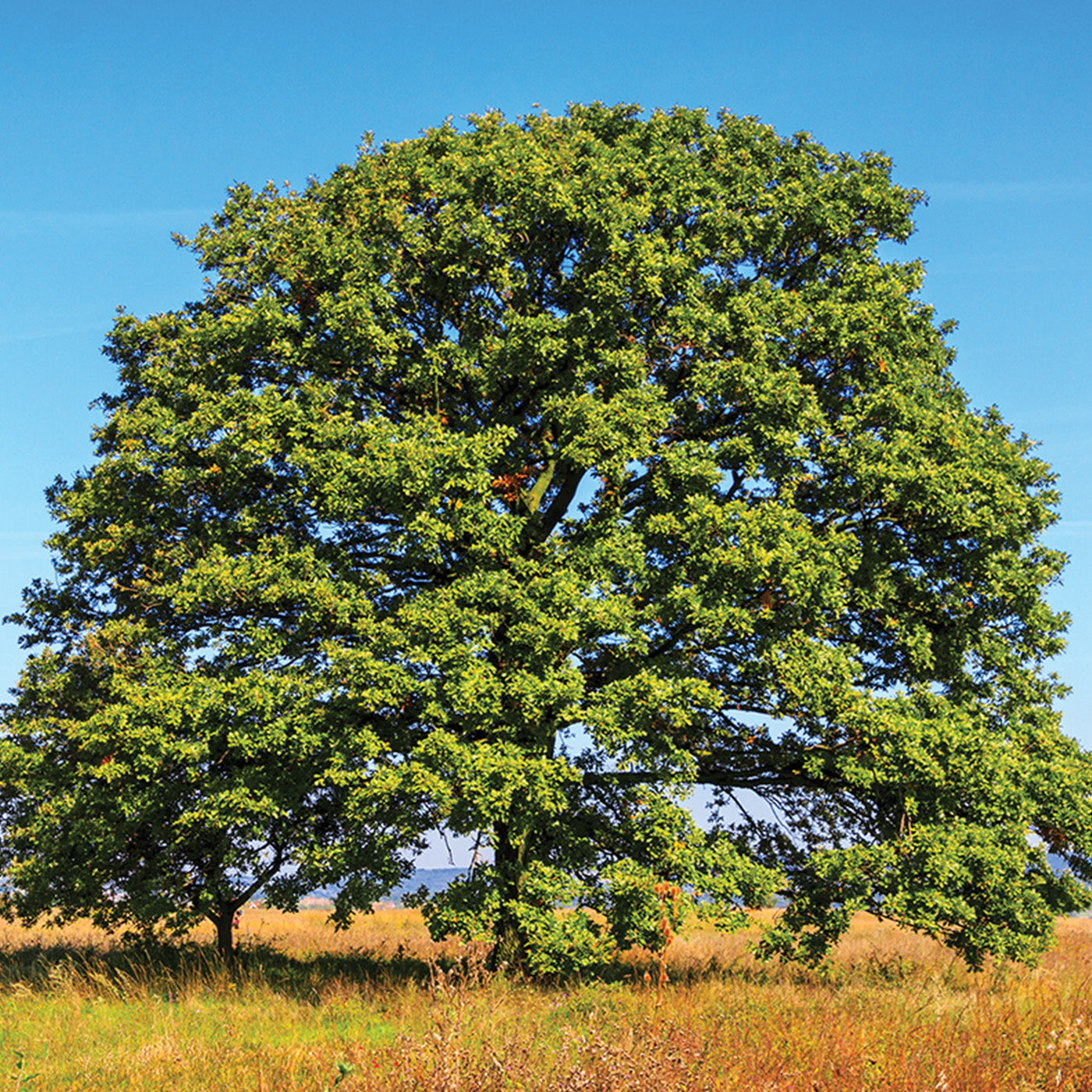 White Oak Tree - Seedlings