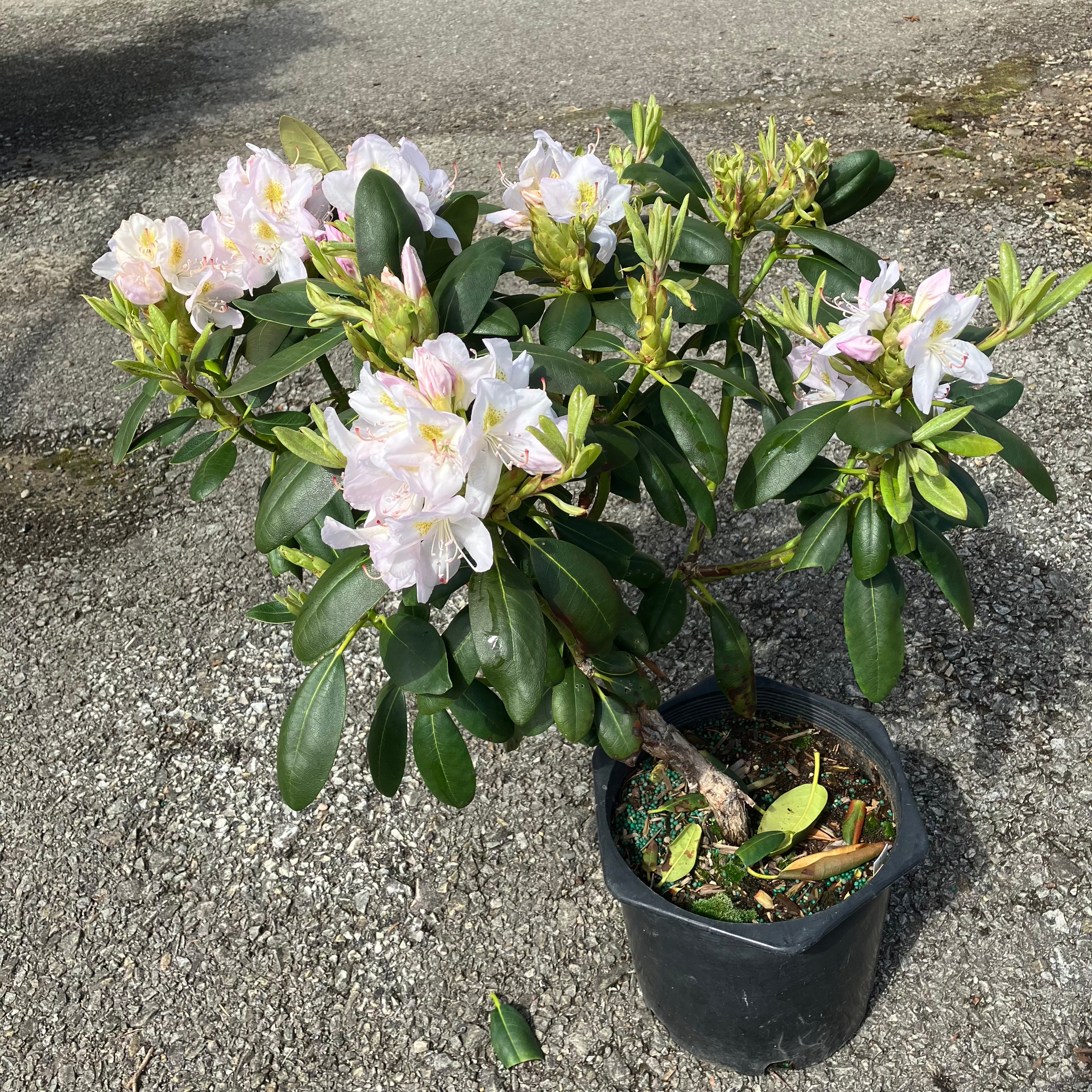 White Rhododendron - Container - 3 Gallon